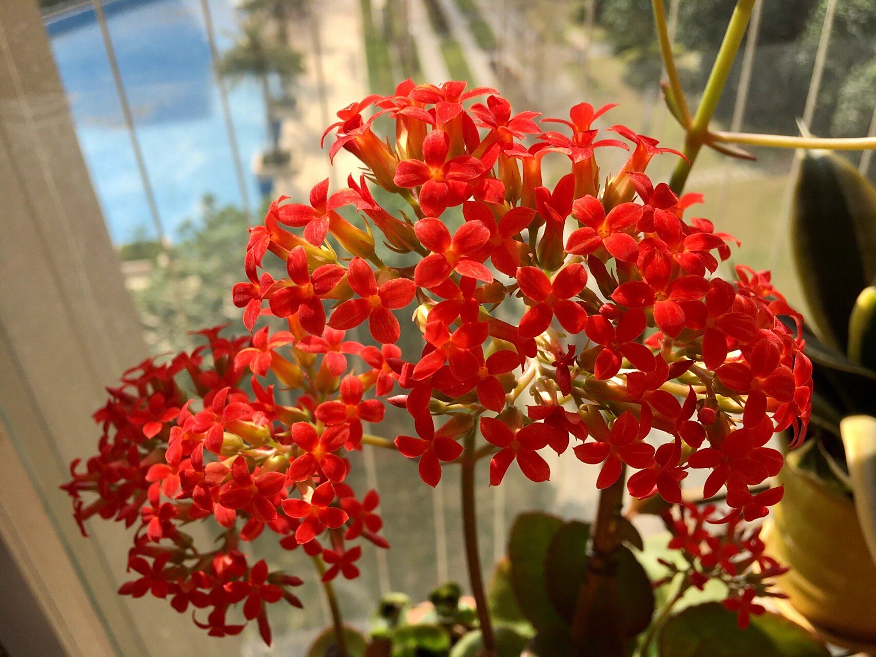 阳台上的大叶凤尾长寿花 这么小的花儿也能美得让人惊叹真是赏心悦目