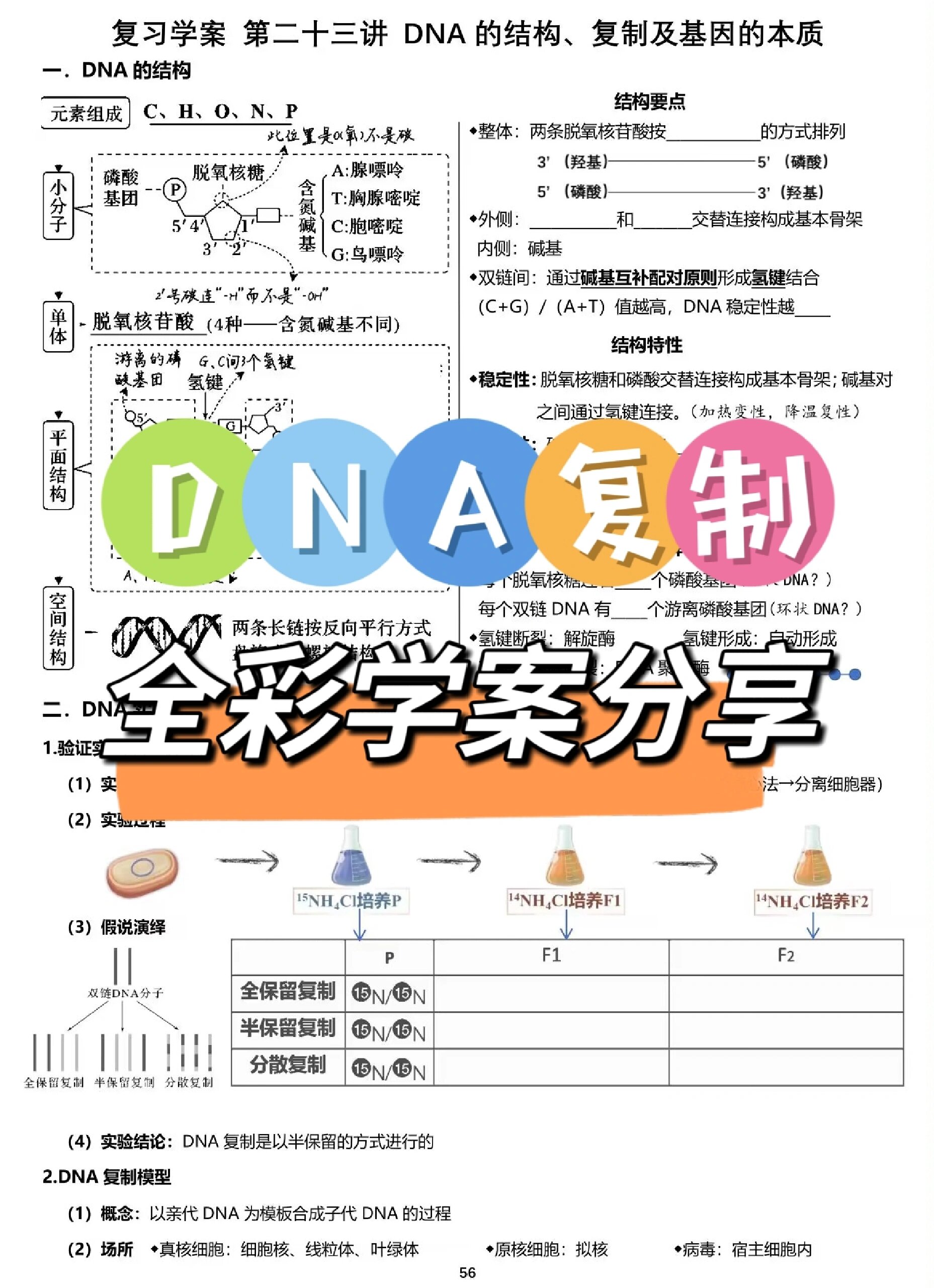 DNA的功能图片