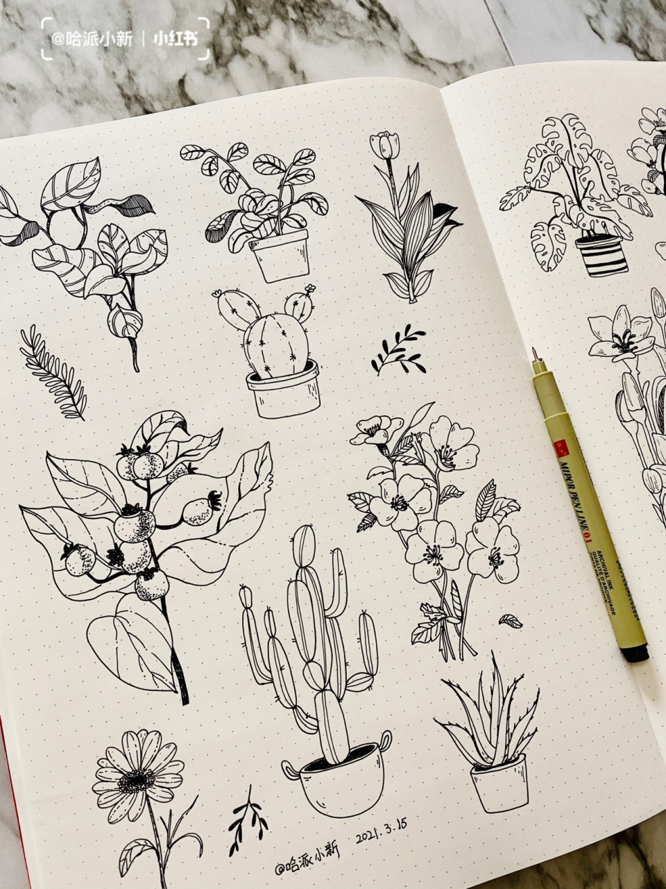 61-62/100 绿植花草盆栽|手绘|植物写生 一直想要画这种风格的植物