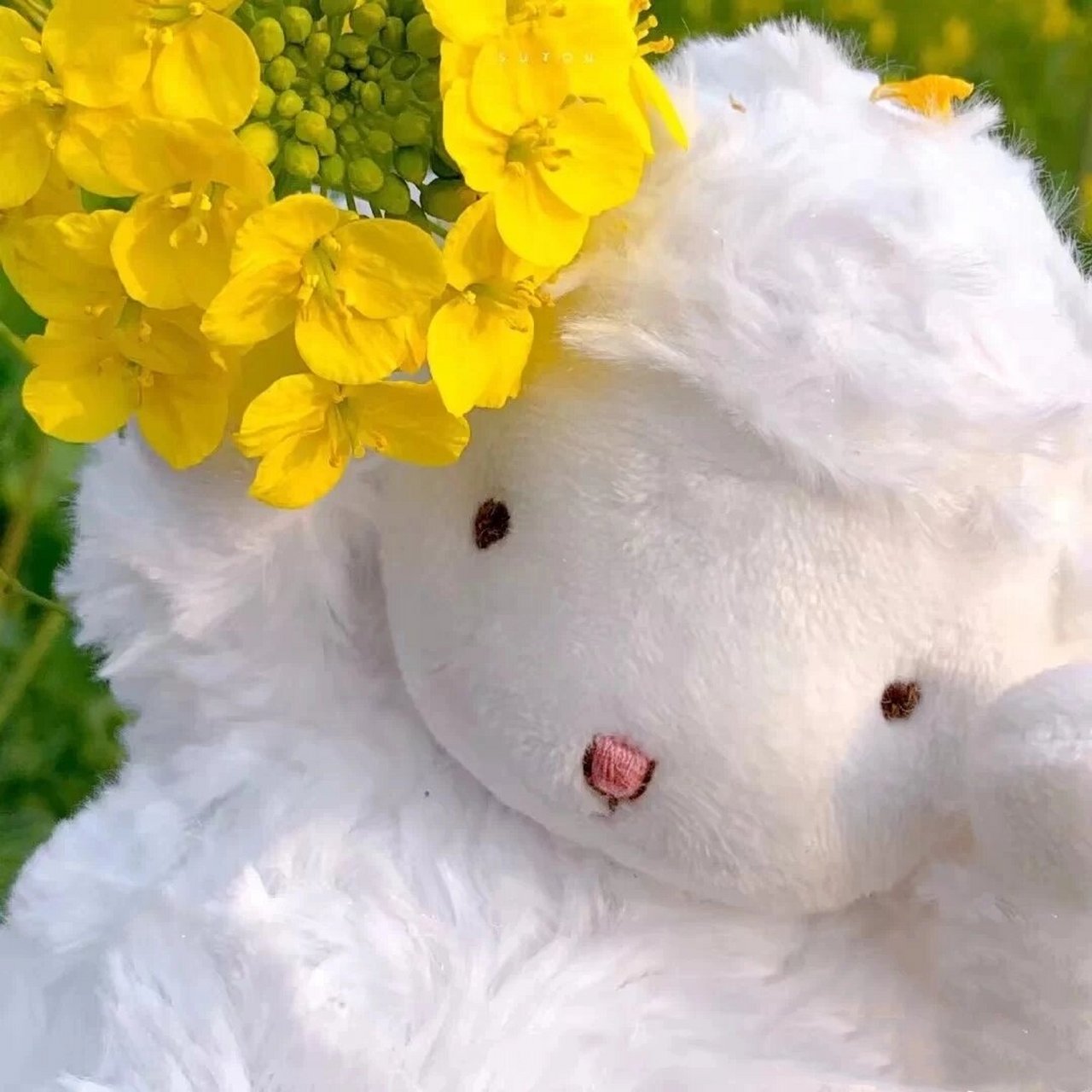 可爱小羊,春天头像91情侣头像 可爱小羊头像91春天小羊和花花更配