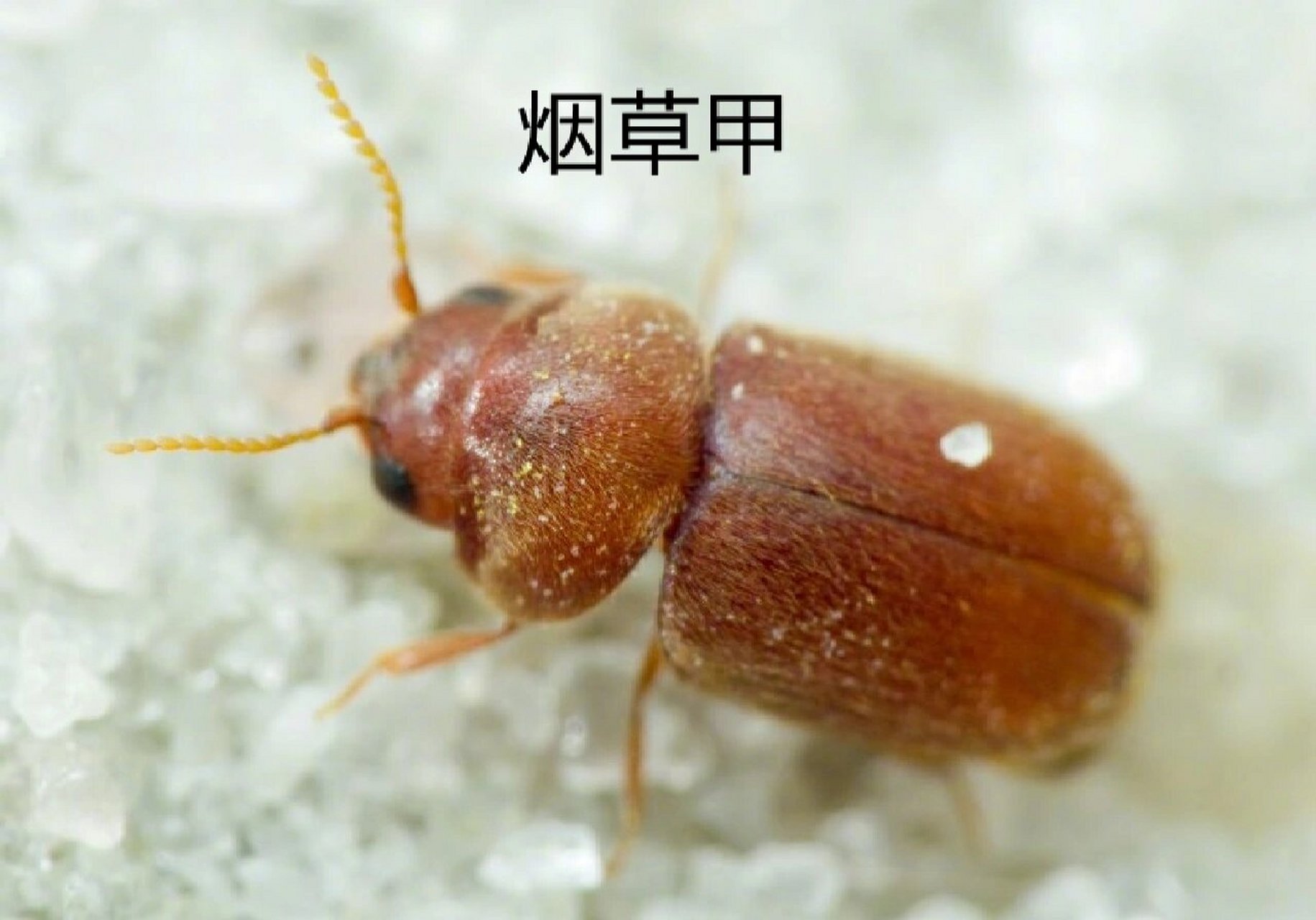 卧室里没有米却有类似米象一样的虫子,可能是因为家里比较潮湿,潮湿