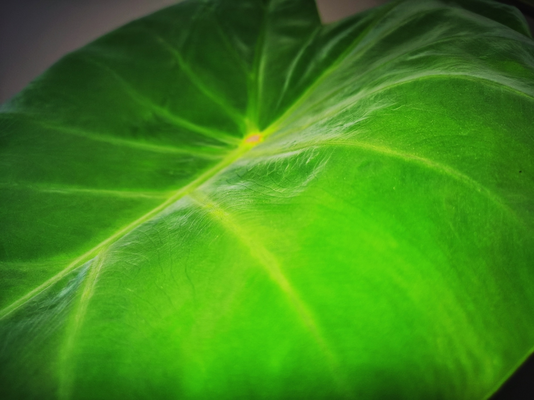 九鸟的1001种可爱植物——黑魔法芋 这棵黑魔法海芋我大概养了3个多月