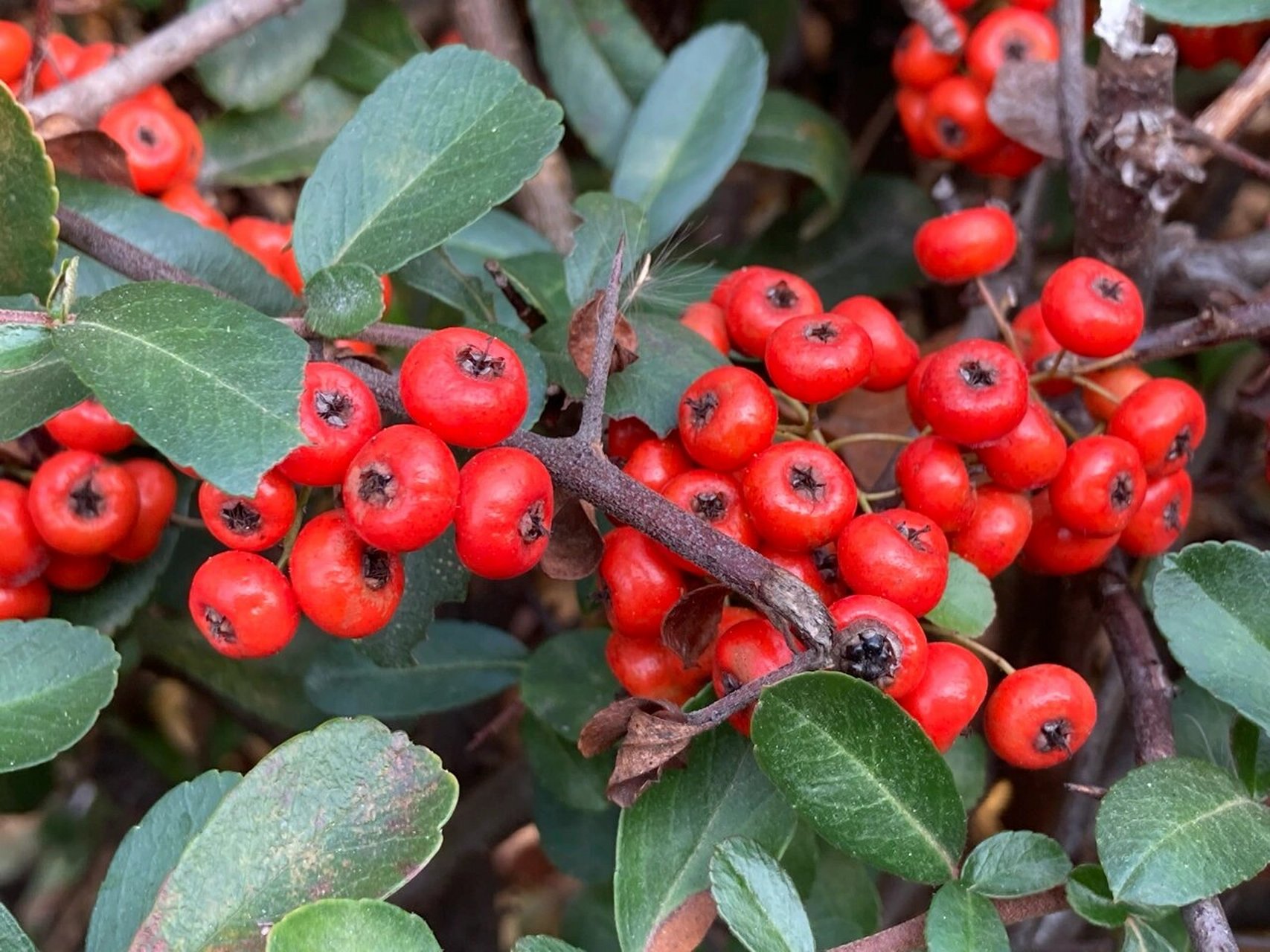 红沙棘 秋冬季节的美果,即养眼又又药用价值