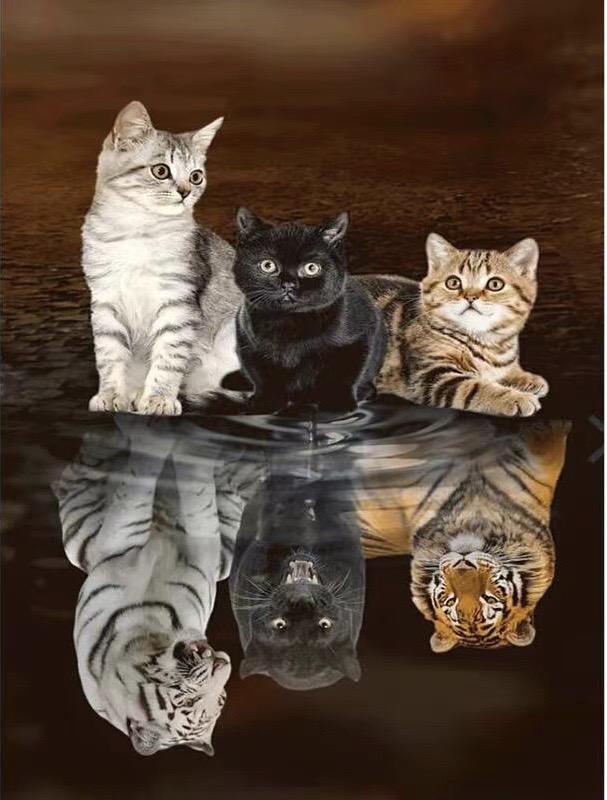 养猫人 的想法: 每个猫在镜子里照出的自己都是老虎,这就是它们几千年
