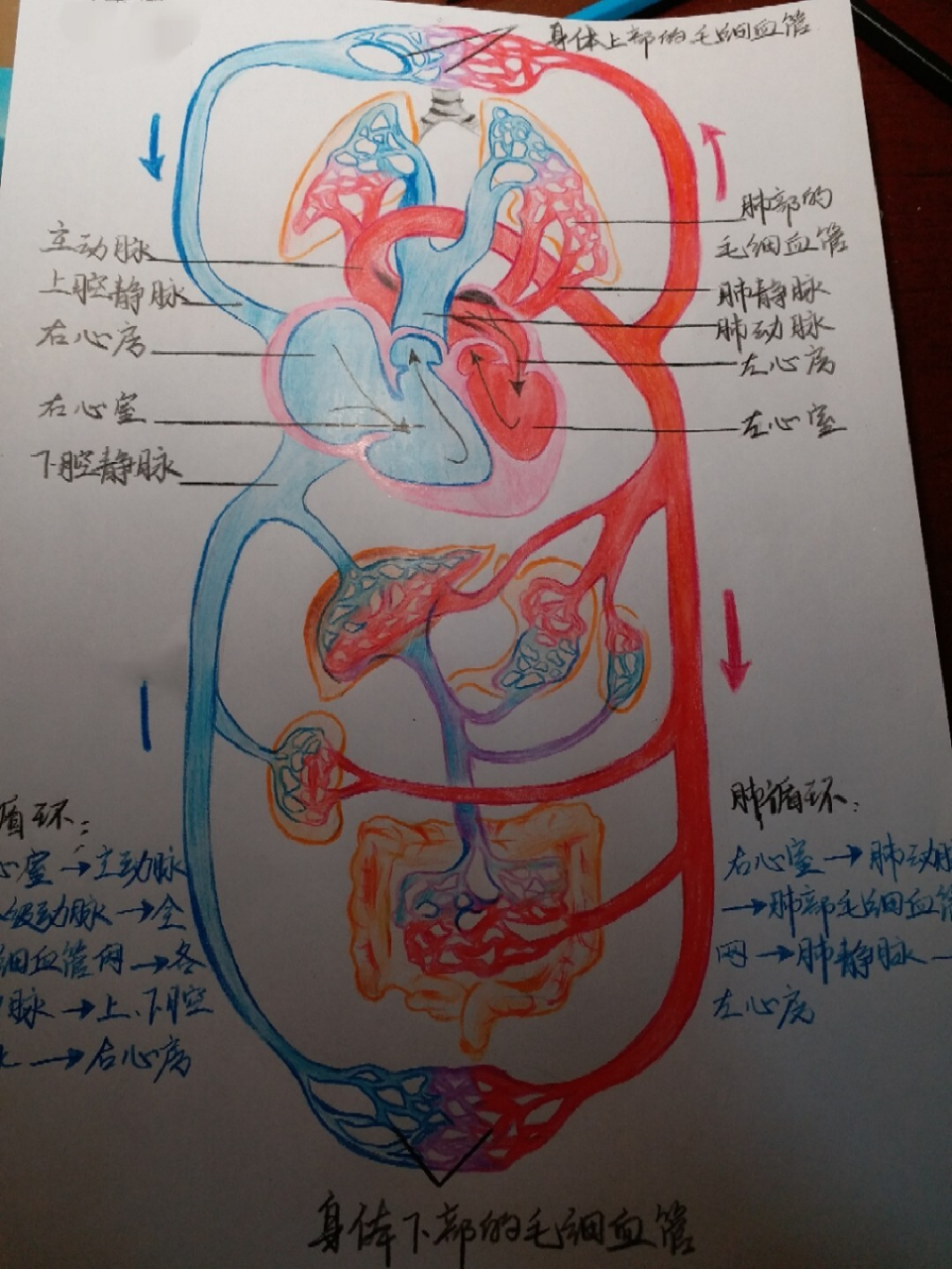 体循环和肺循环路线图图片