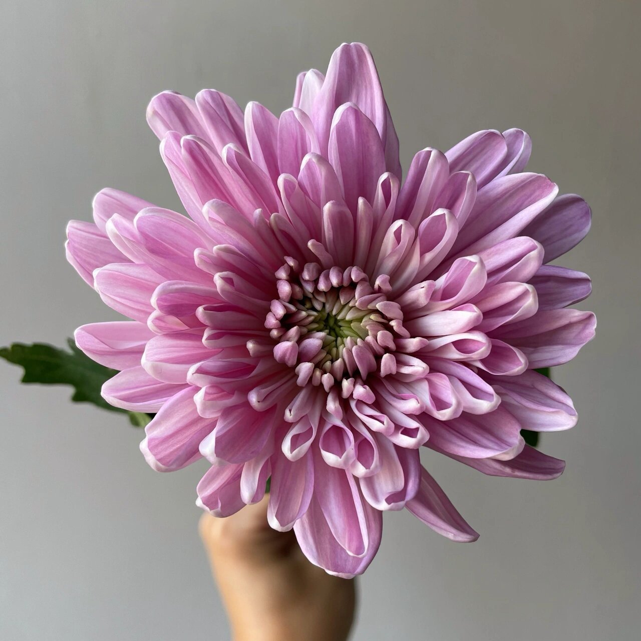 粉紫安娜菊94 学名:"罗斯安娜菊" 它属于粉紫复色的 属于大型菊花