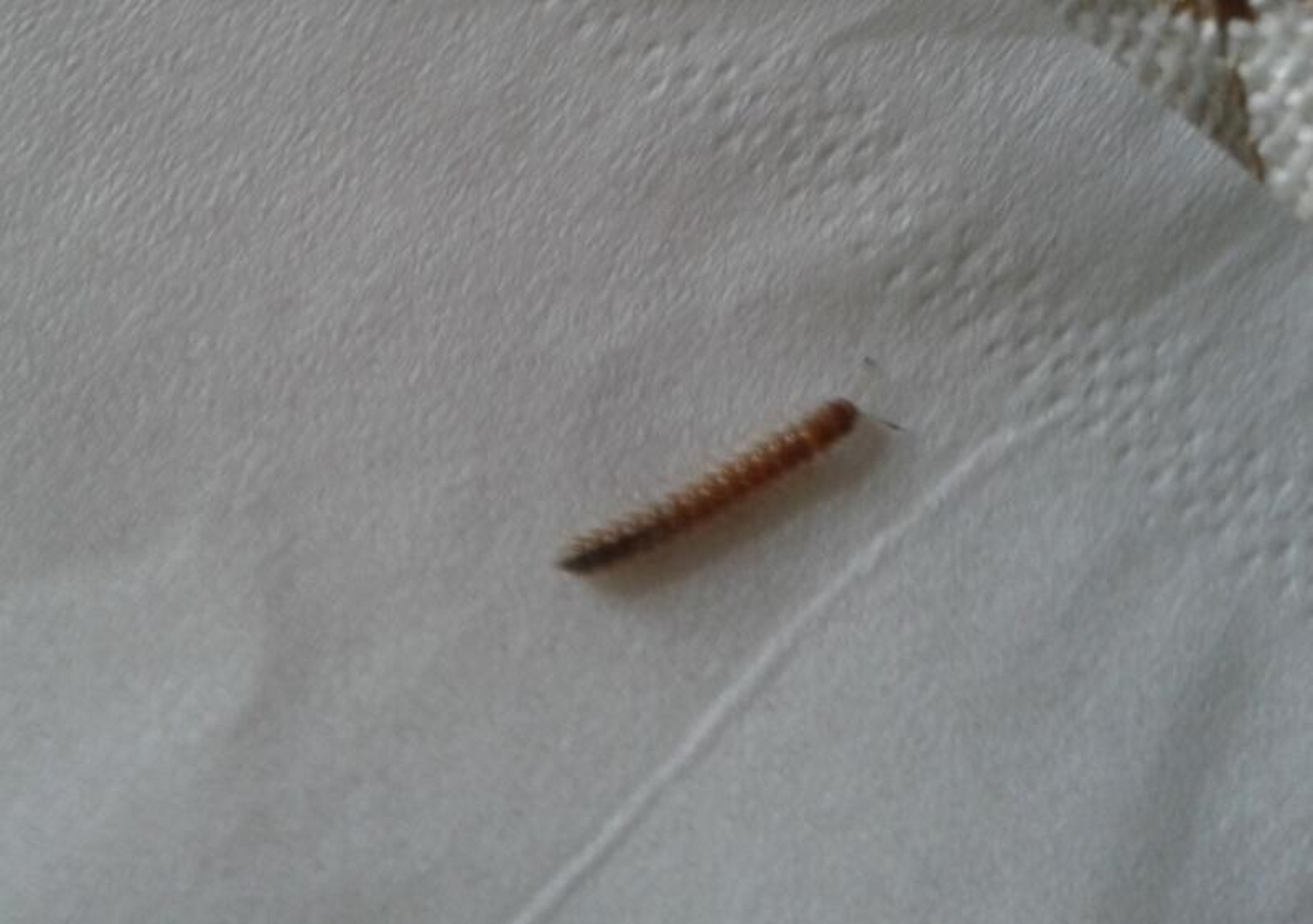 马陆虫喜欢在潮湿的地方生活,所以一般会出现在卫生间比较多.