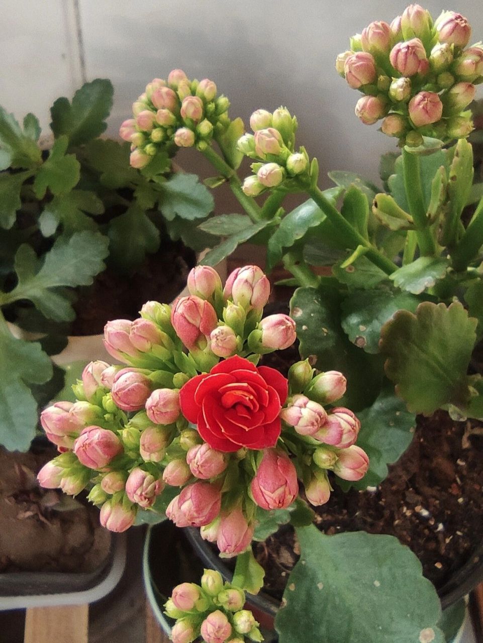 长寿花红狐狸 1234是红狐狸567是火狐狸89是红宝石,刚买的红狐狸怎么