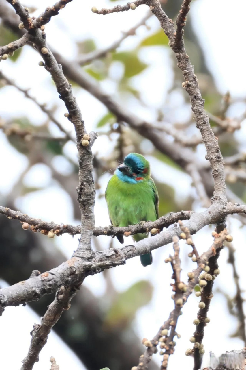 【百鸟志61图纪】 (357)◇70蓝耳拟啄木鸟70◇ (癸卯季冬,摄于