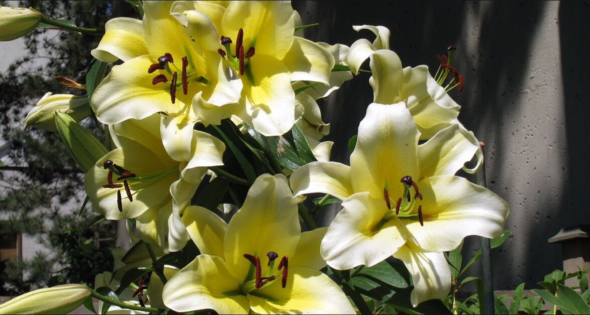 木门百合·花型端正,花朵很大,香味清新讨人喜欢,花瓣中心是浅黄 色