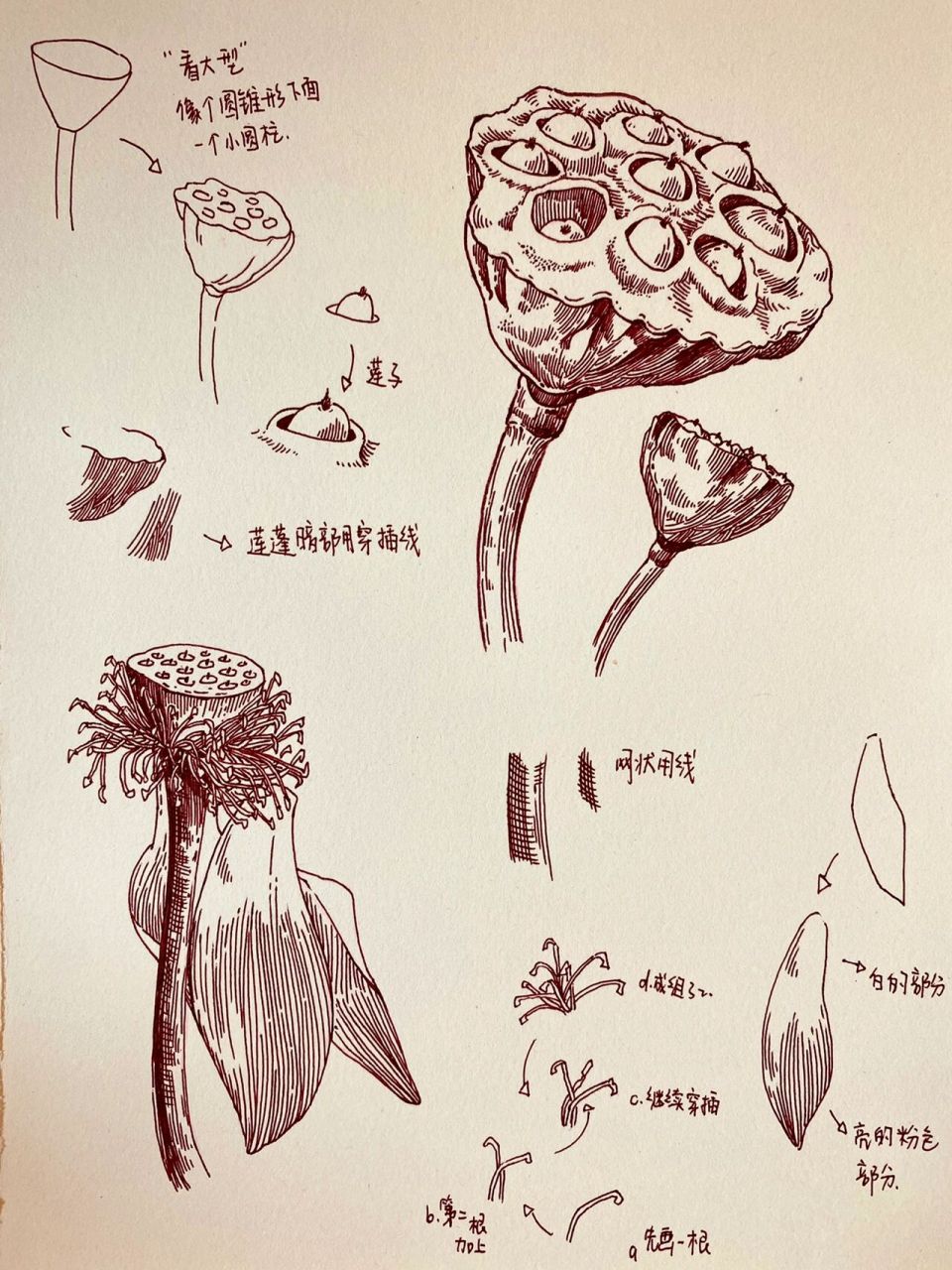 速写分享|『莲蓬』起型结构 多图可参考～ 我今天下午算是满血复活了!