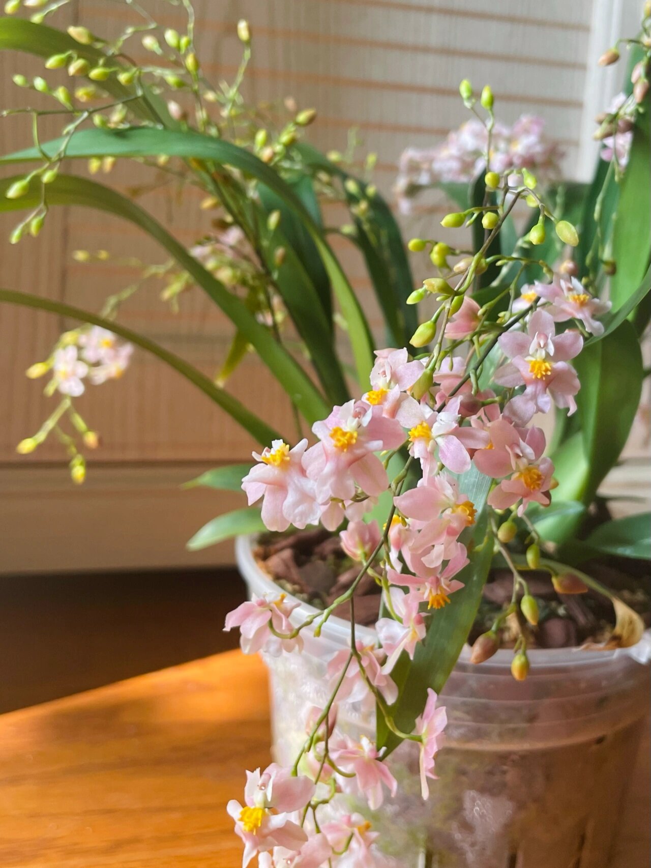 梦香兰一年开几次花图片