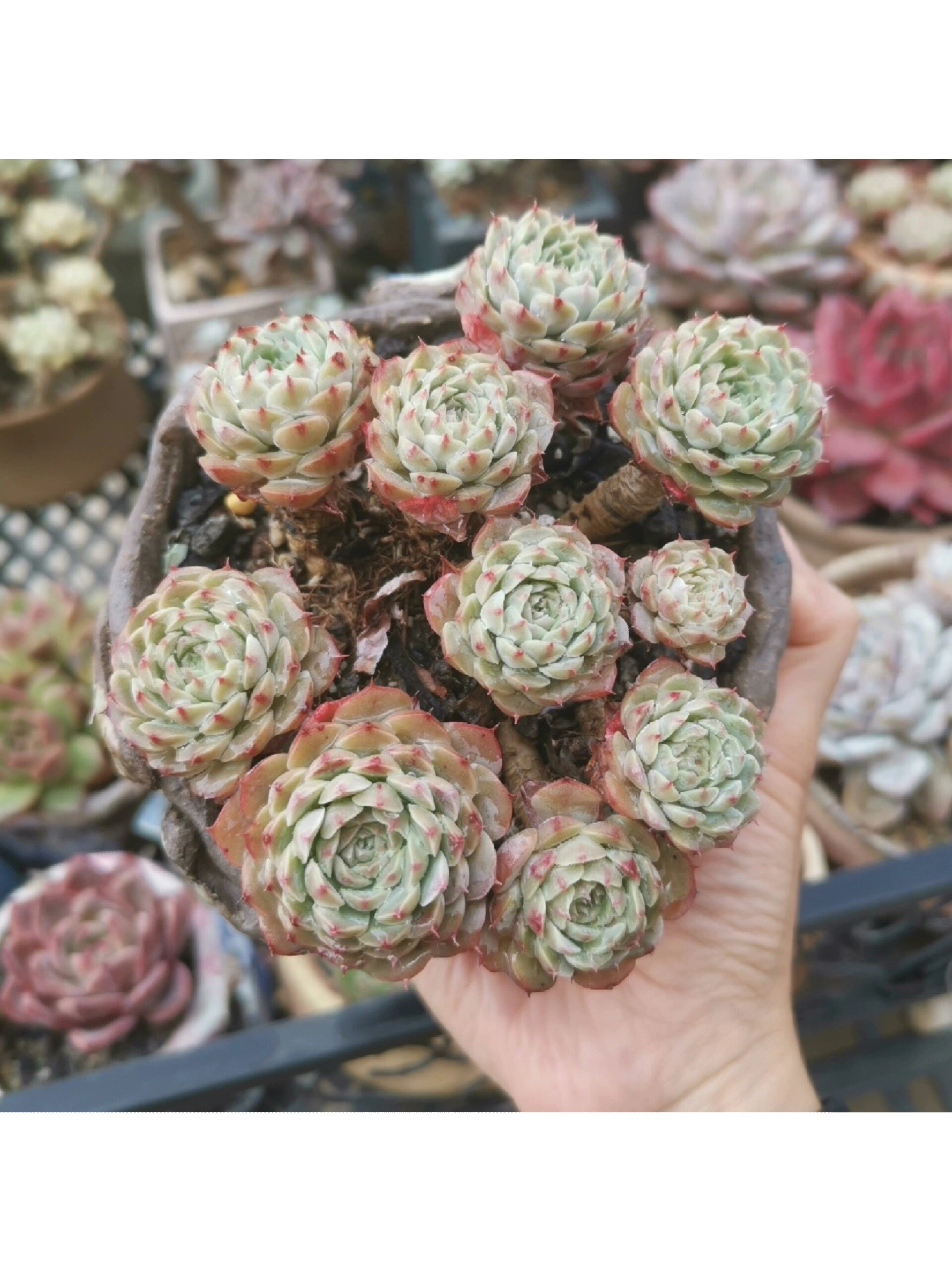 白纸风车多肉,这个品种你还记得吗 几年前的一款老品种,当时代购回来