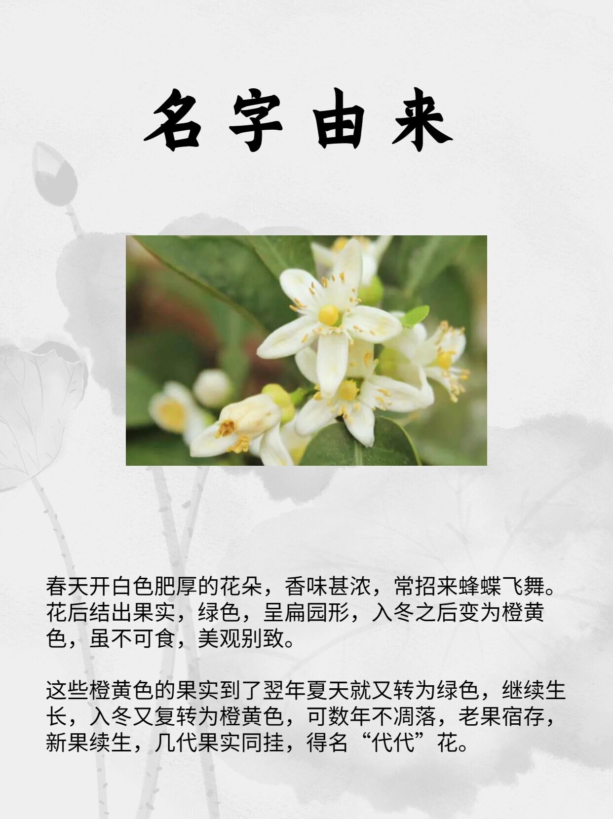 玳玳花的别名图片