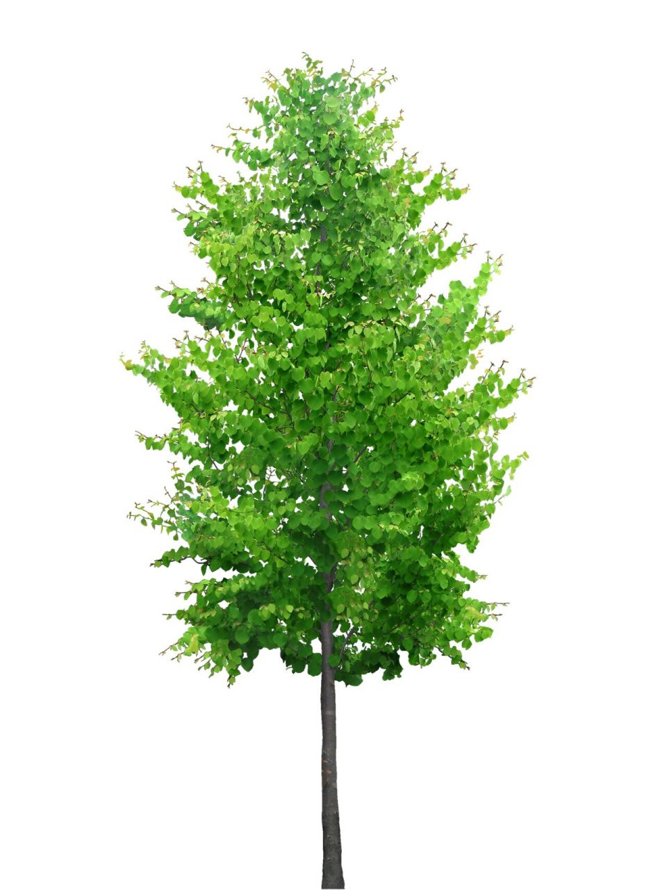 景观—植物—乔木—ps素材(银杏) 银杏 生长习性: 银杏生于海拔500