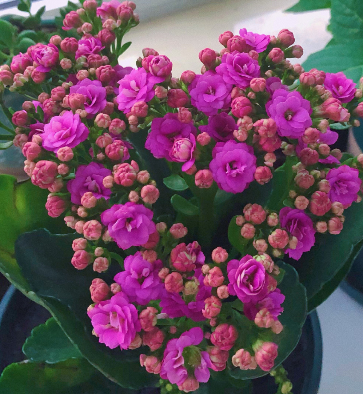 长寿花嘉宝 花型圆正,属于中花,很喜欢的的紫