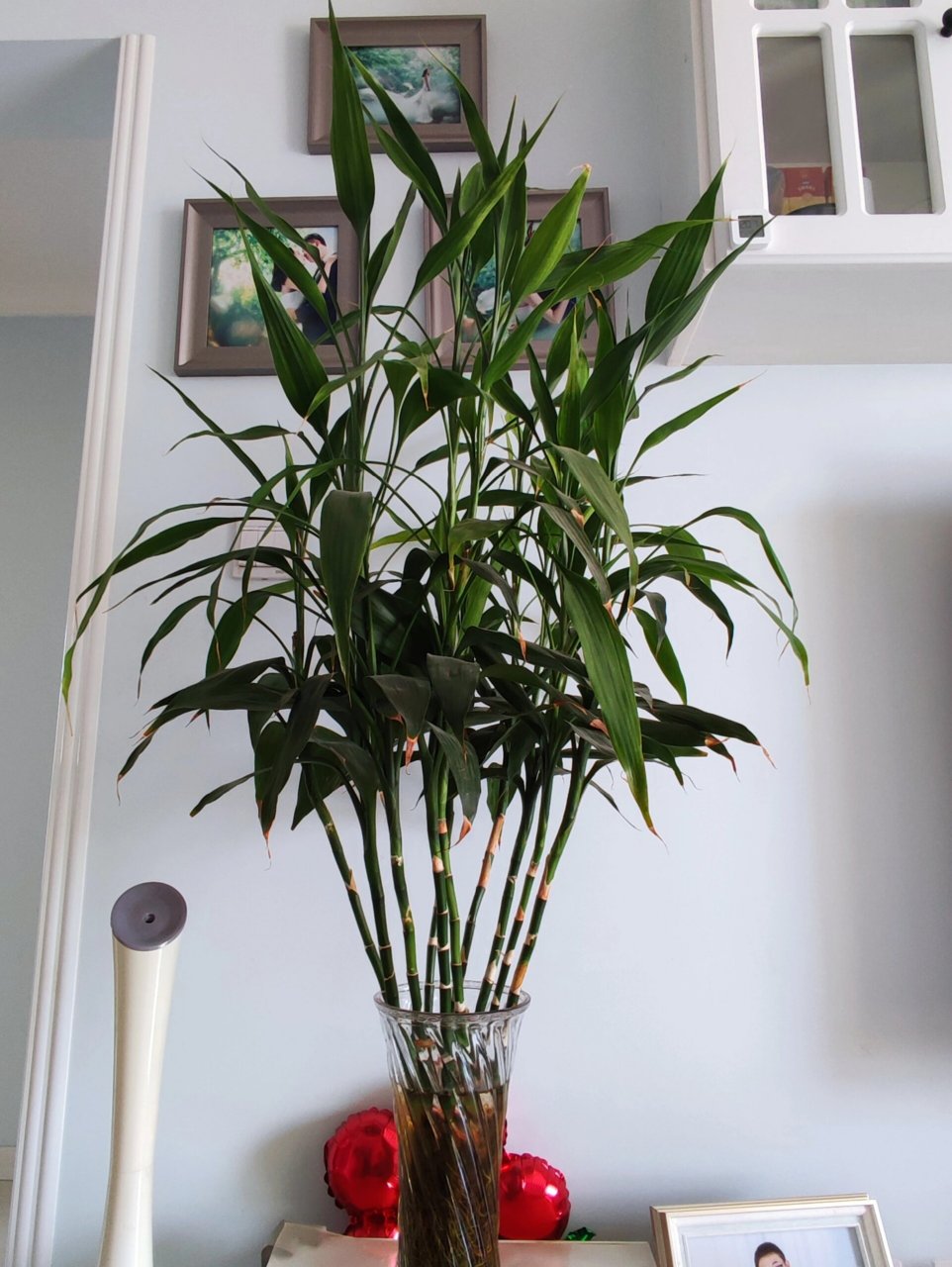 富贵竹该怎么修剪美观呢 养了快5年的富贵竹,根长的已经快超过瓶子了