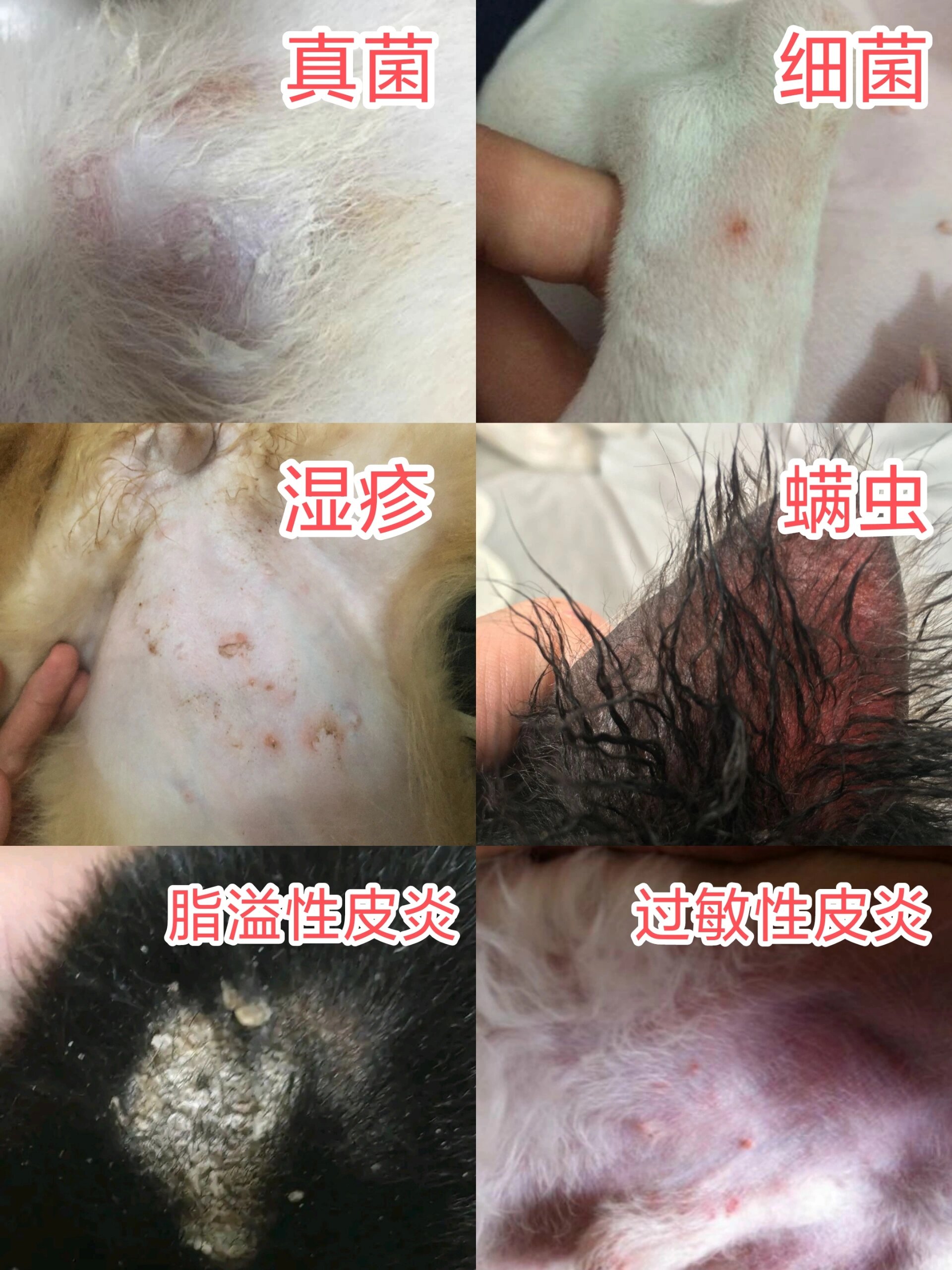 兽医带你认识各类狗狗皮肤病