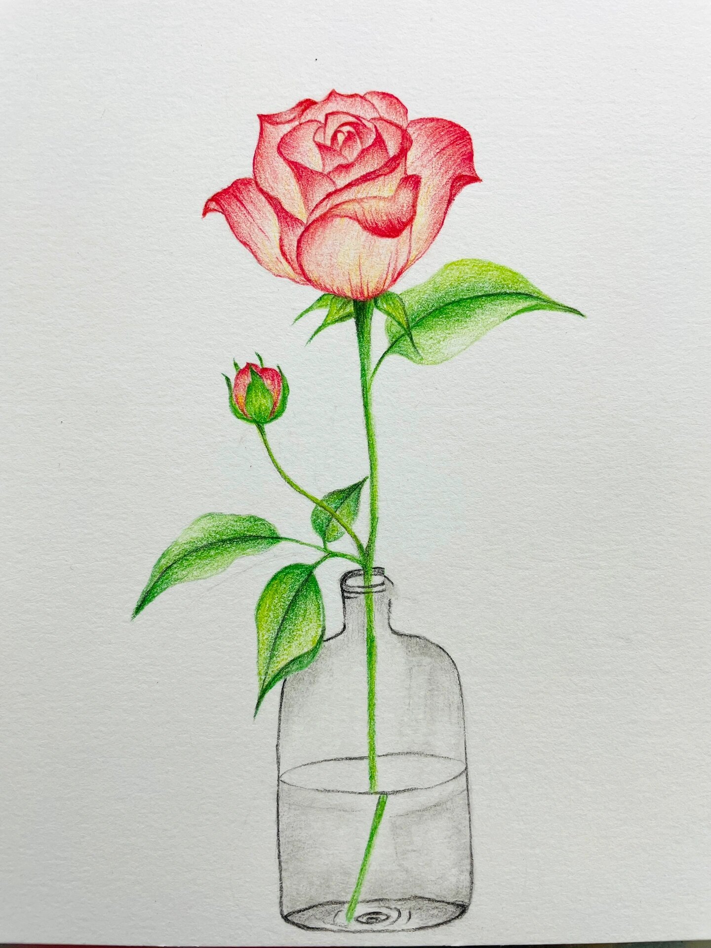 彩铅画 玫瑰花教程