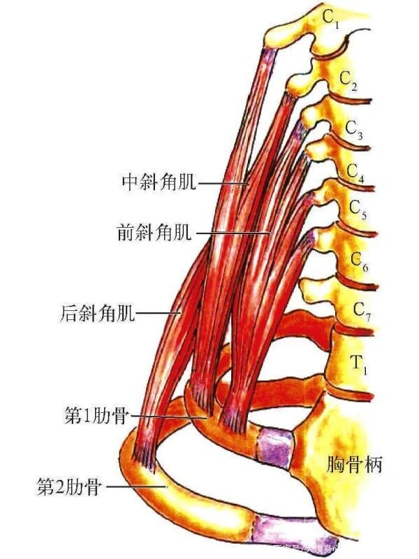 前斜角肌图片图片