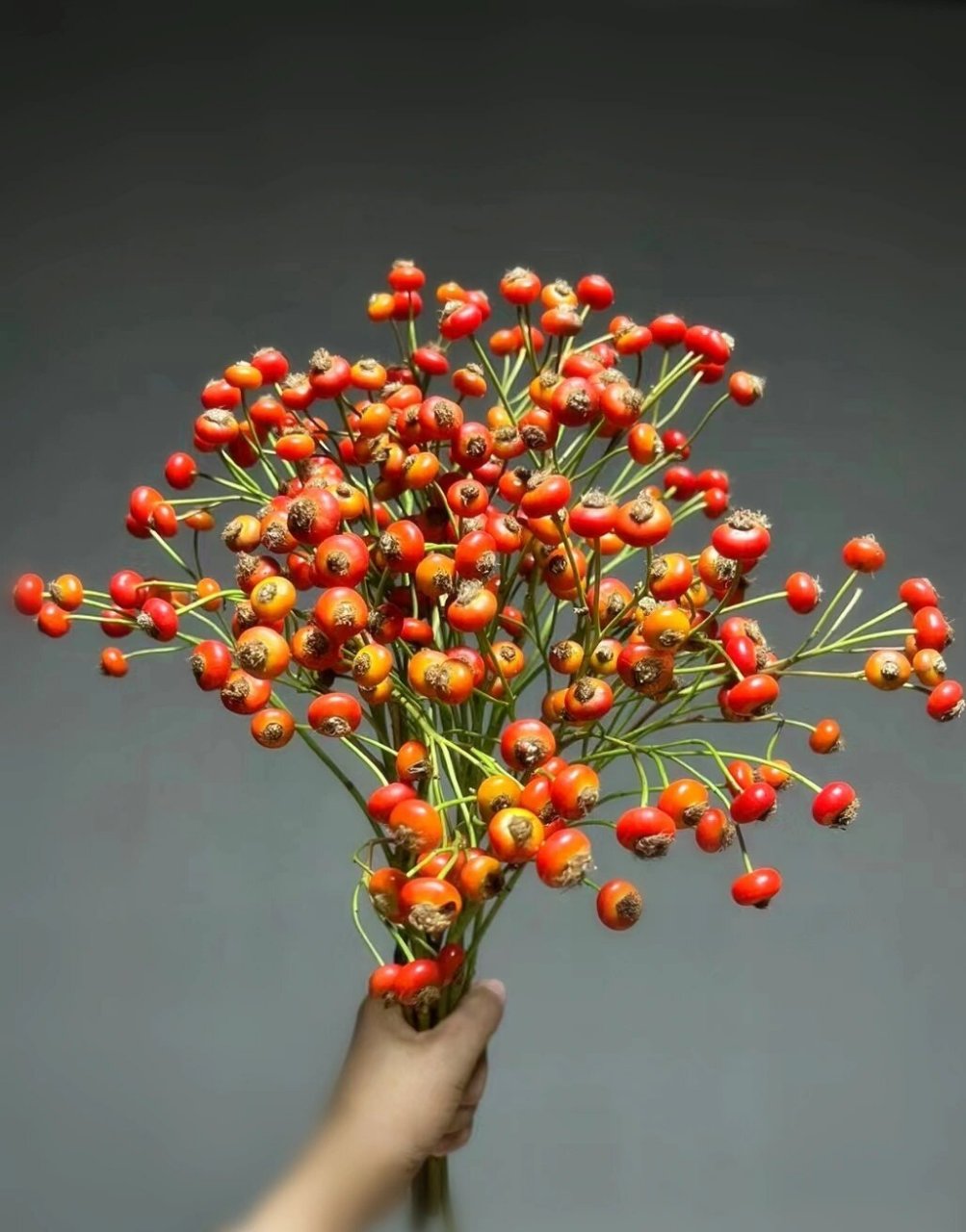 每天认识一种花 | 蔷薇果 09蔷薇果 09别名:犬蔷薇果,玫瑰果,山