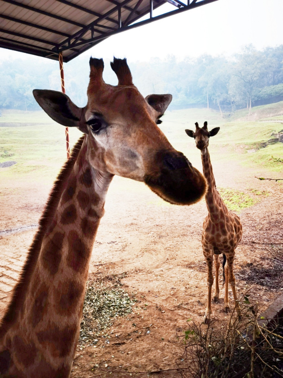 永川野生动物园 官方名叫乐和乐都主题乐园.