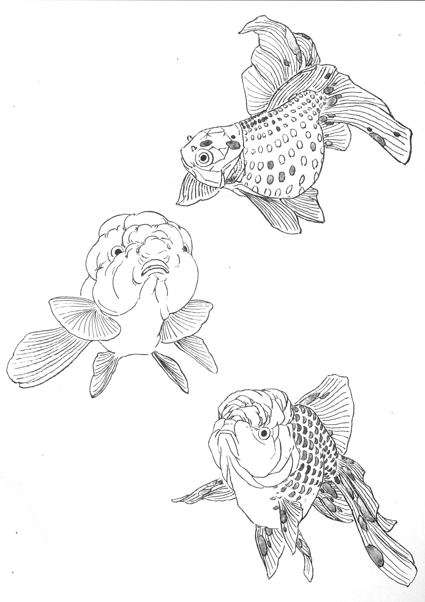 白描金鱼素材 | 金鱼绘画技巧 | 创作灵感 你的绘画素材库积累,每日