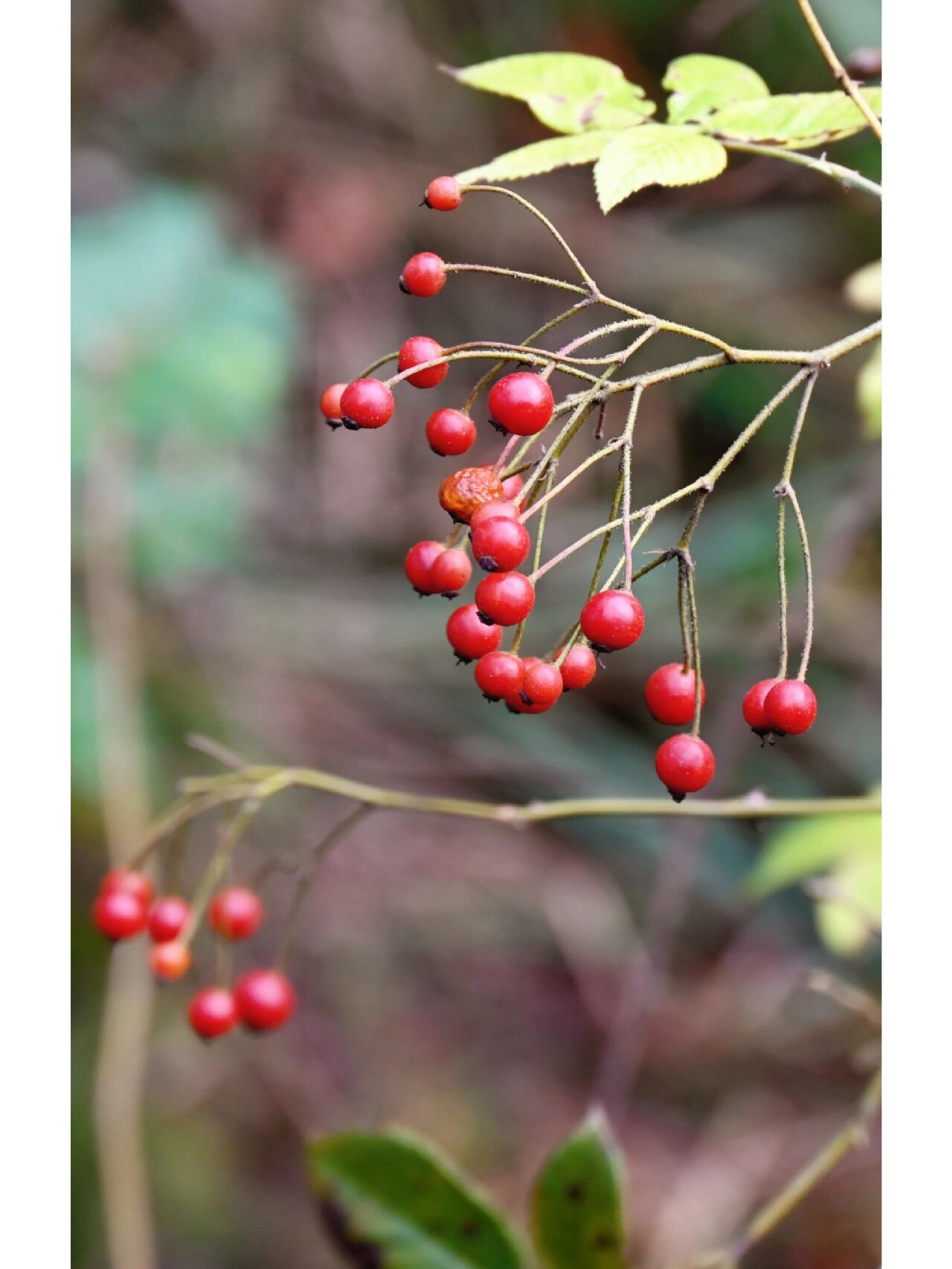 蔷薇果红茶图片