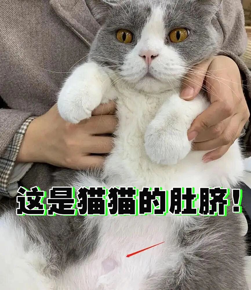 猫猫肚子上秃了一块不一定是猫藓