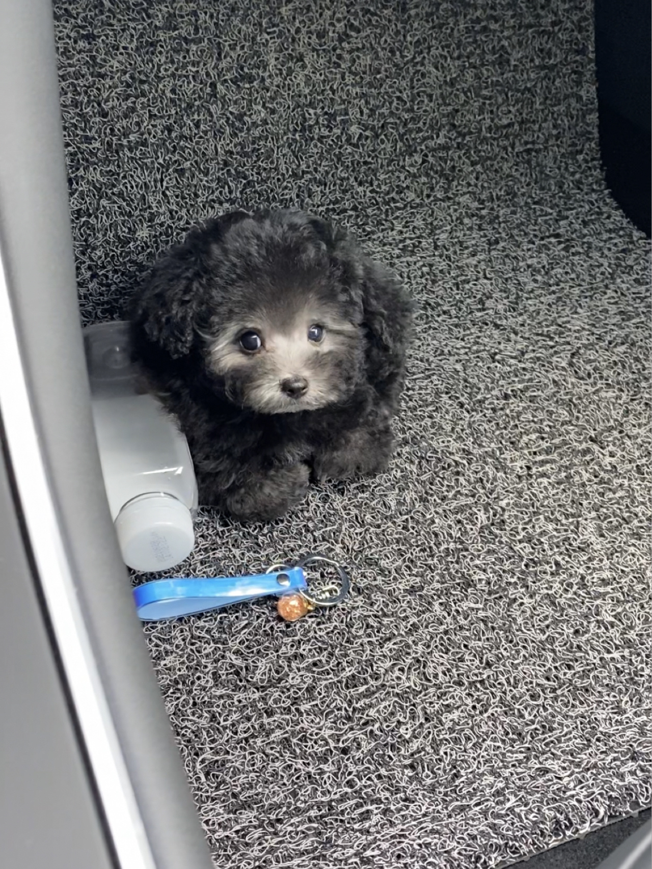 三个月灰泰迪,啥时候才能变完颜色呀