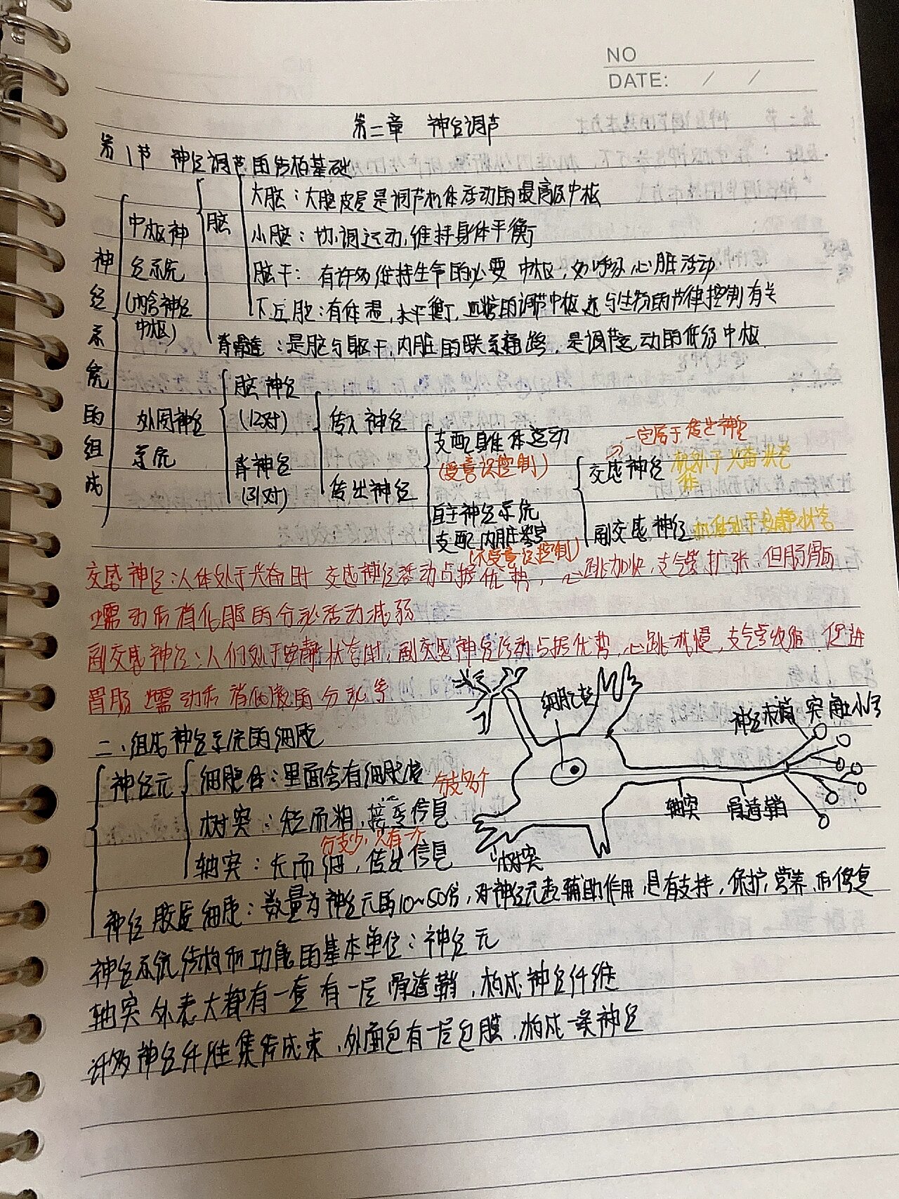 高中生物该怎么做笔记 第2张
高中生物该怎么做笔记 第2张