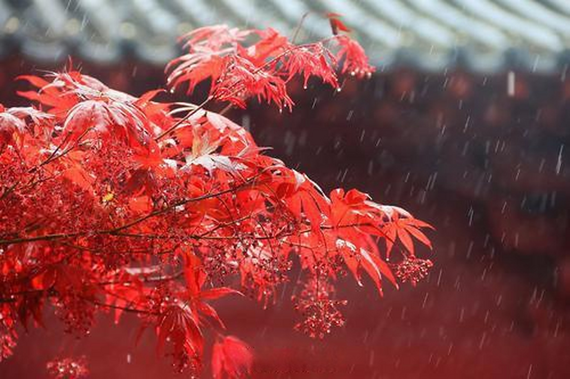【#豫见开封城事##雨中花娇艳#】4月3日,我市降雨天气,游园里的景色