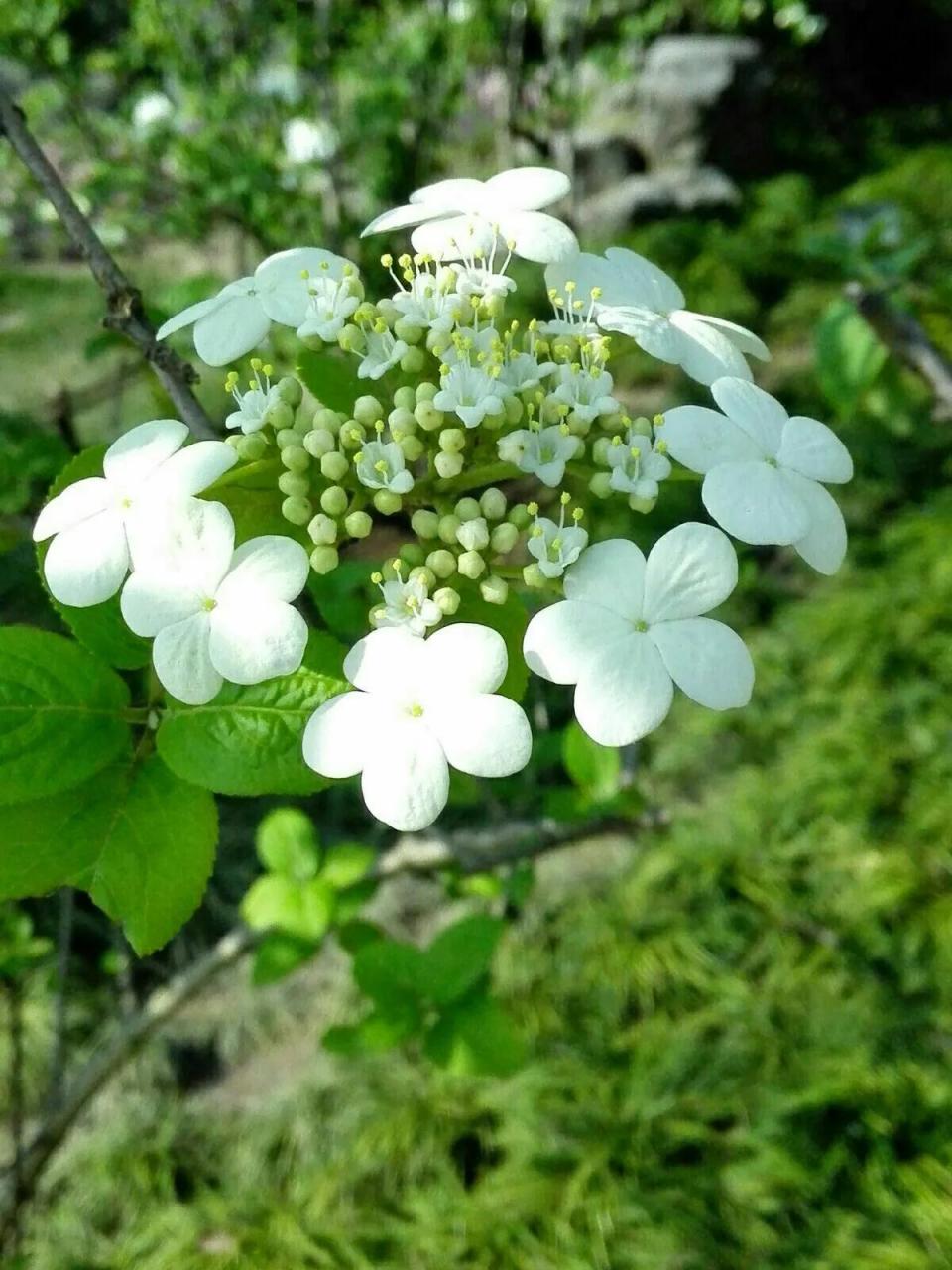 真正的琼花图图片