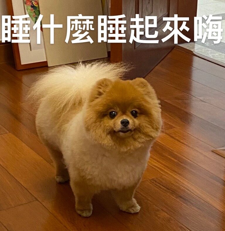 博美 乐 表情包图片