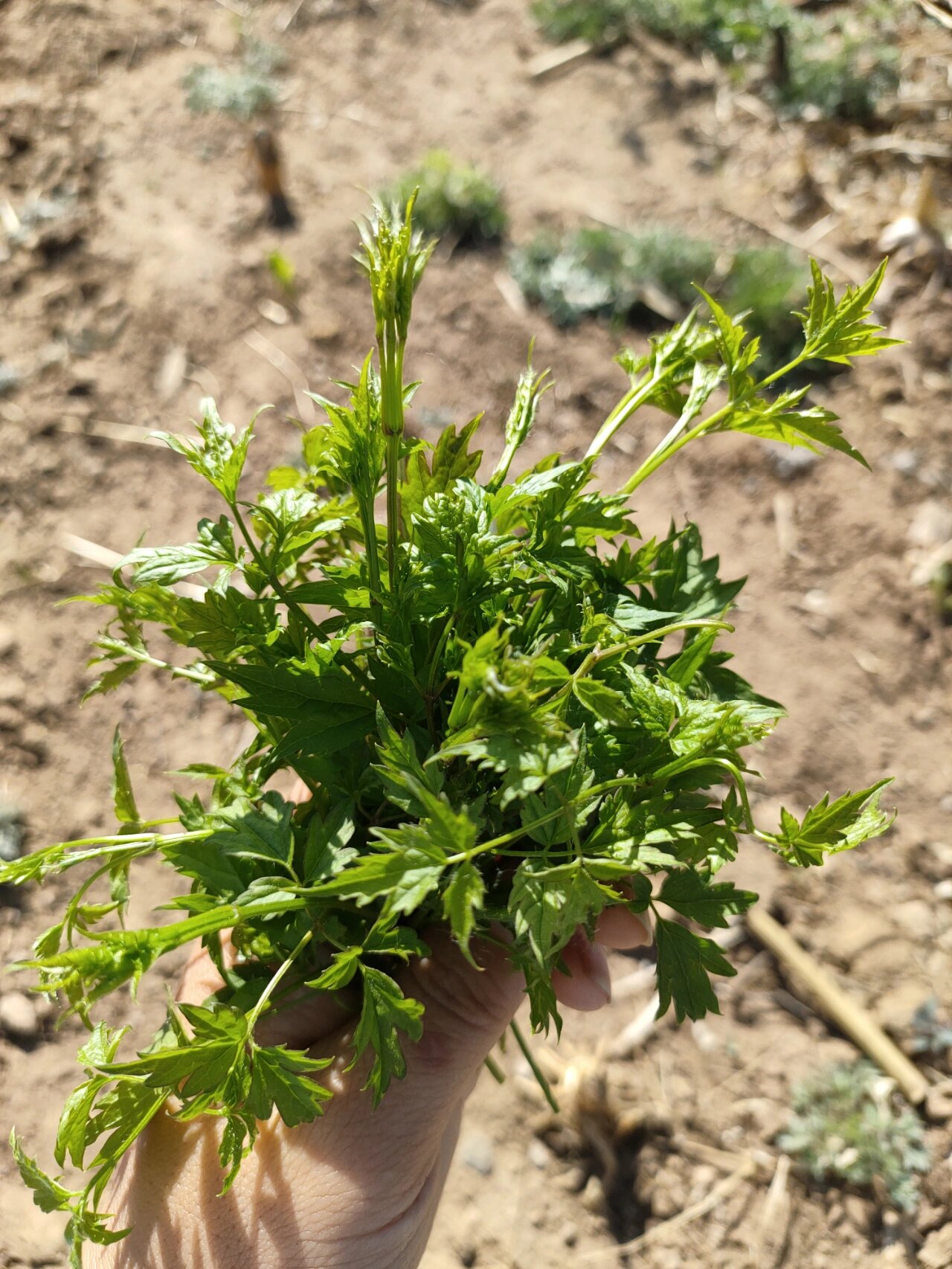 你们把这种野菜叫什么,我们叫它驴龙头尖!