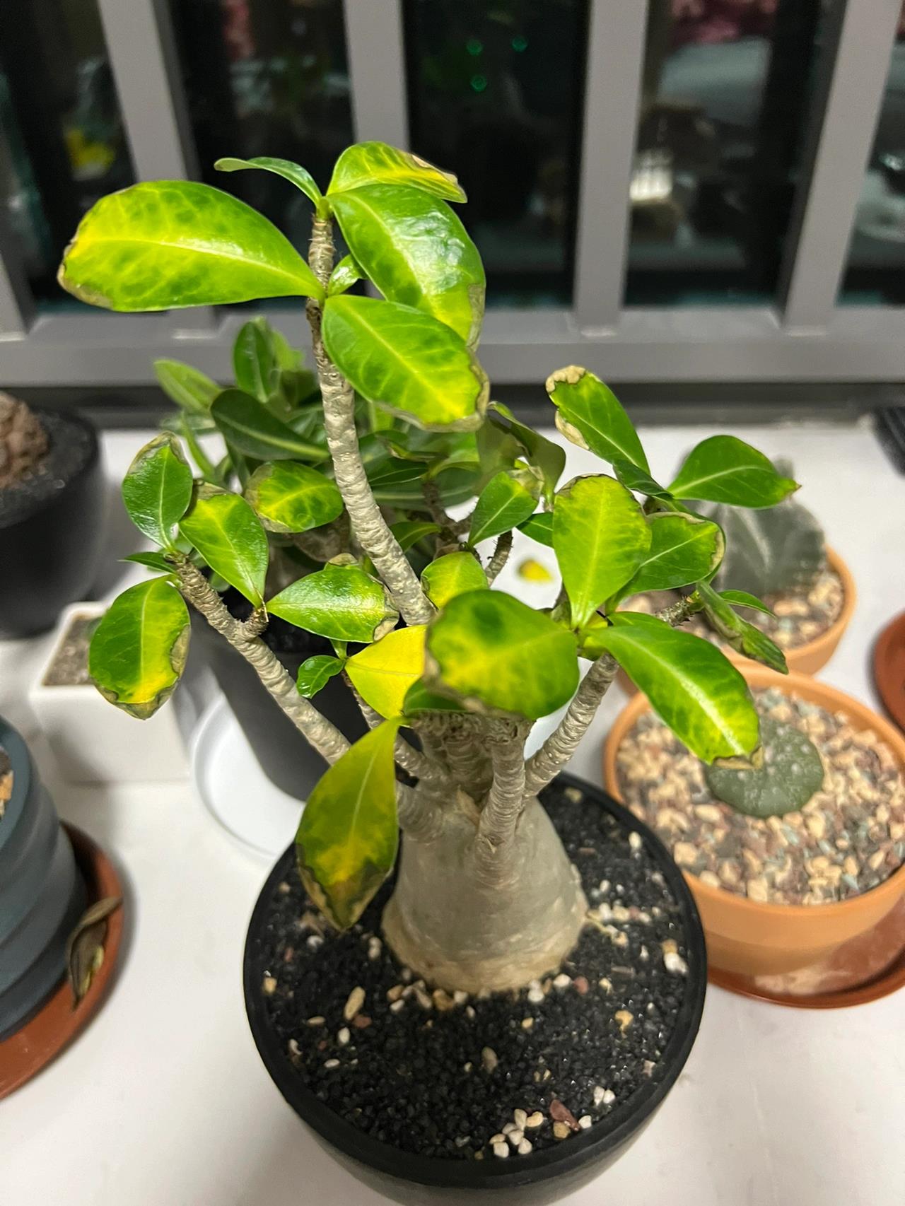 沙漠玫瑰黄叶子是啥情况