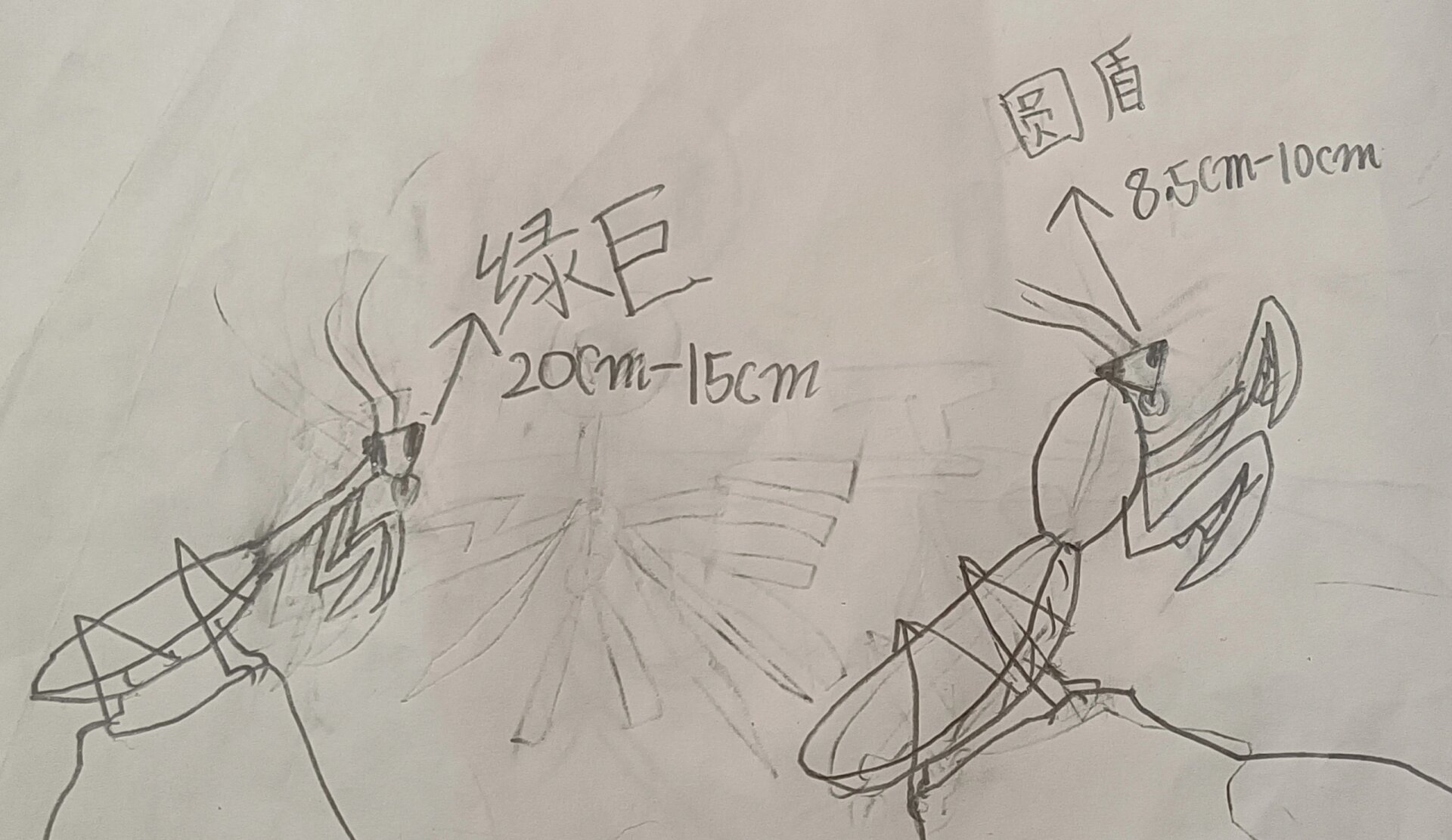 我画的非洲绿巨螳螂和圆盾螳螂