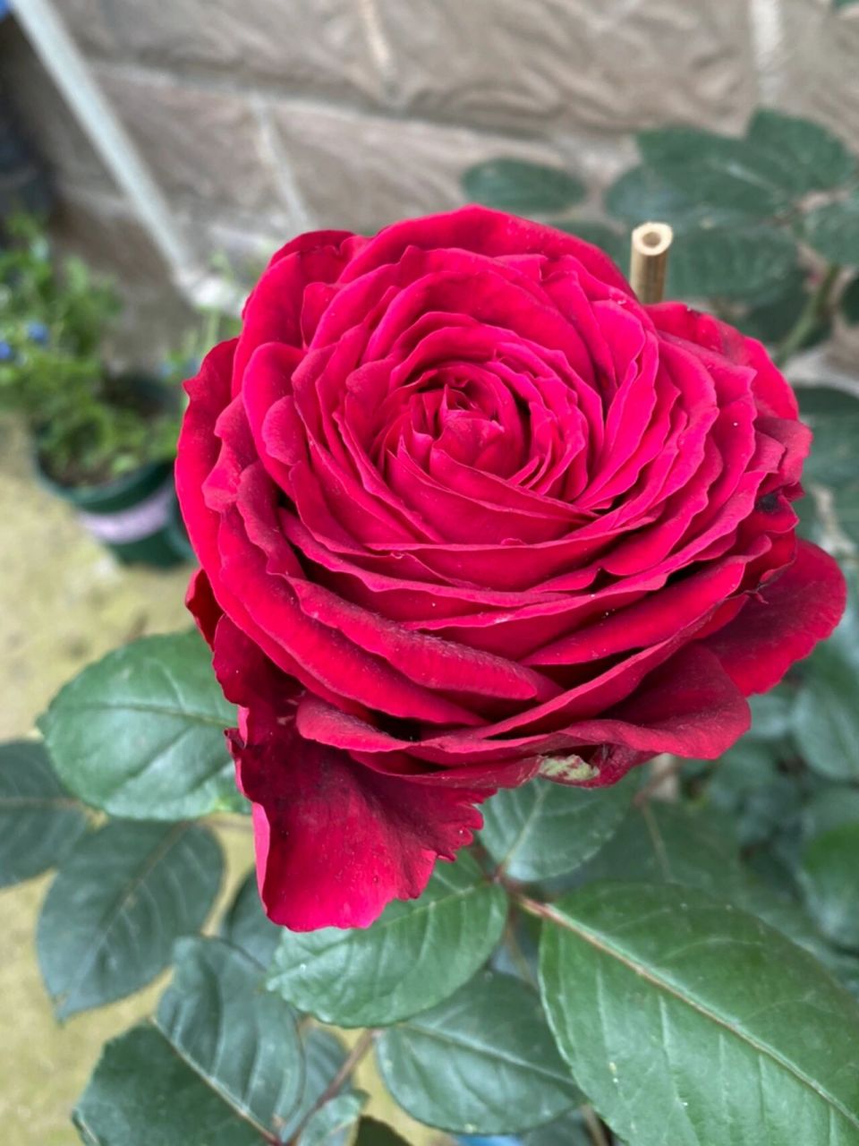 风中玫瑰～黑红黑红的月季,切花品种,长枝条开花,直立型好,花苞露色的