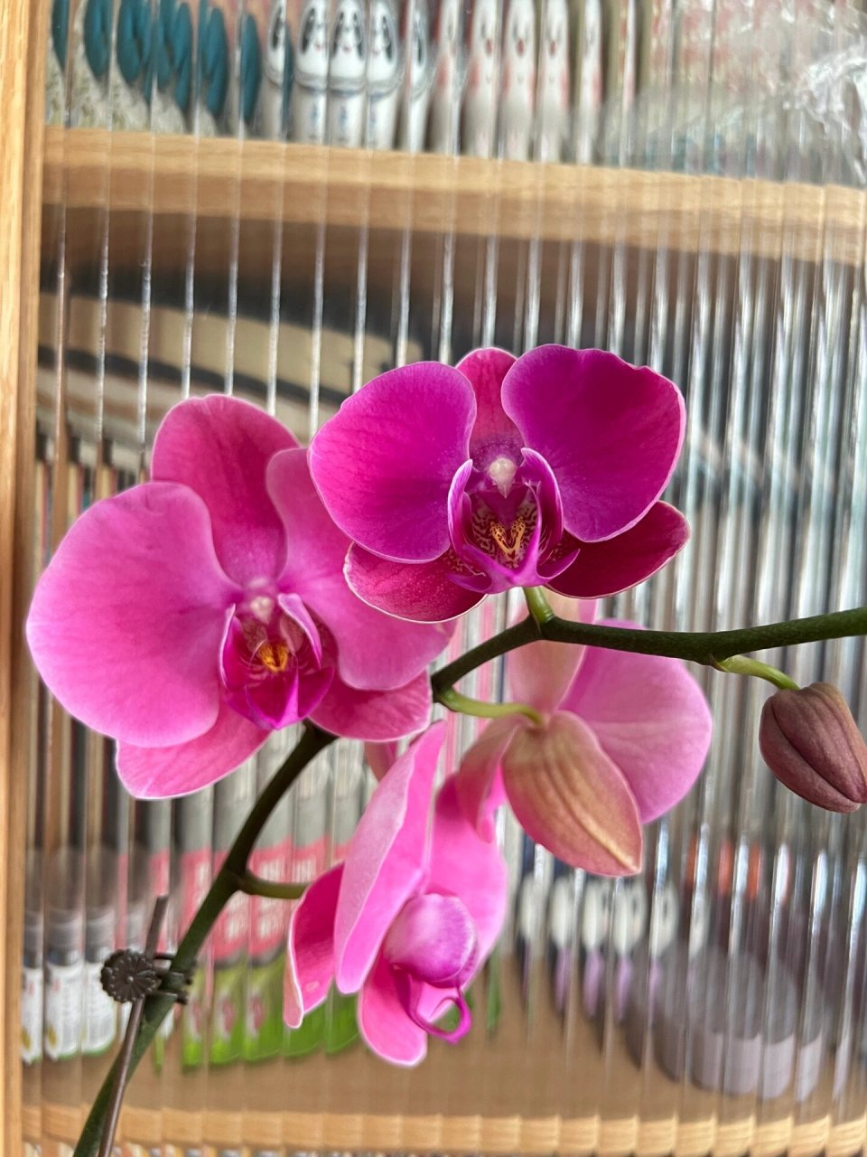 1017 当香橙美人来到家开箱的时候,我就知道一直找到的粉色蝴蝶兰终于