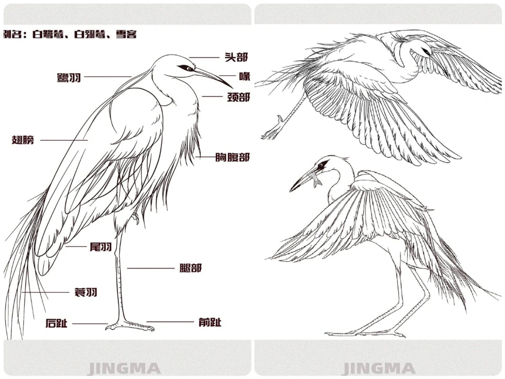 白鹭简笔画图片