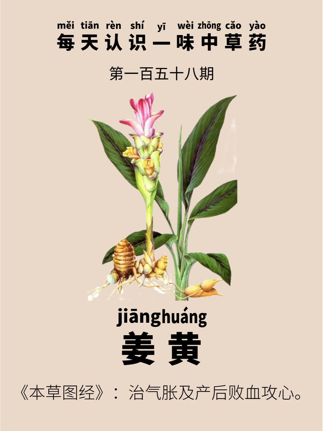 每天认识一味中草药|姜黄