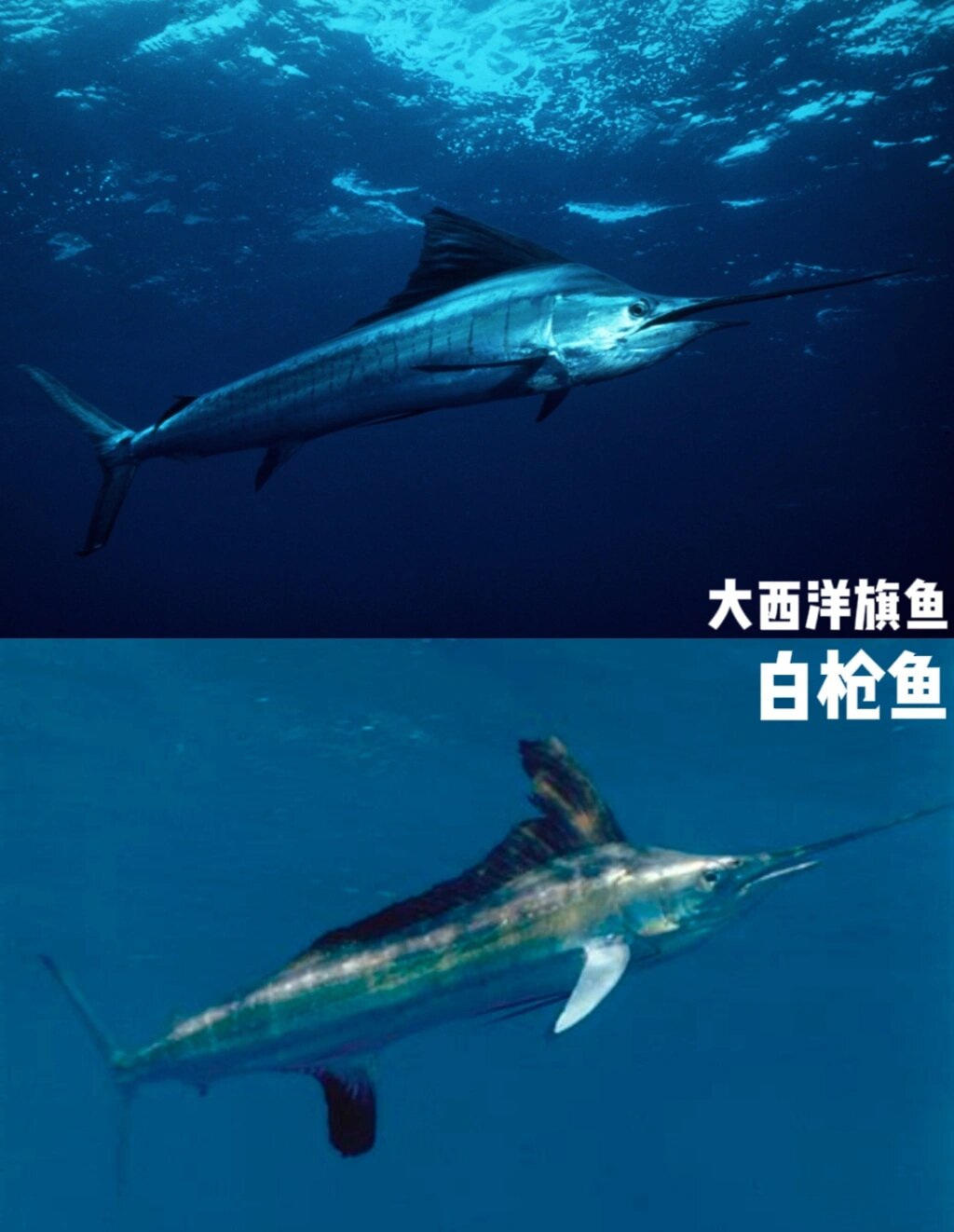 当它完全腾起之时,我们便可以鉴定是什么鱼了 旗鱼,枪鱼(马林鱼),剑鱼