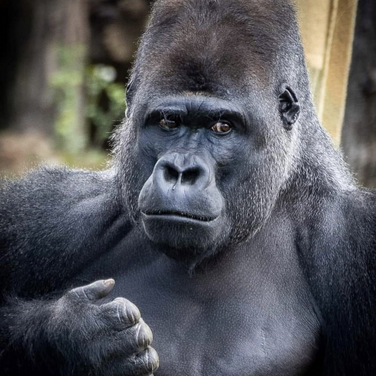 我很壮,可是我很温柔 大猩猩(gorilla)是地球上体格最大的灵长类动物.