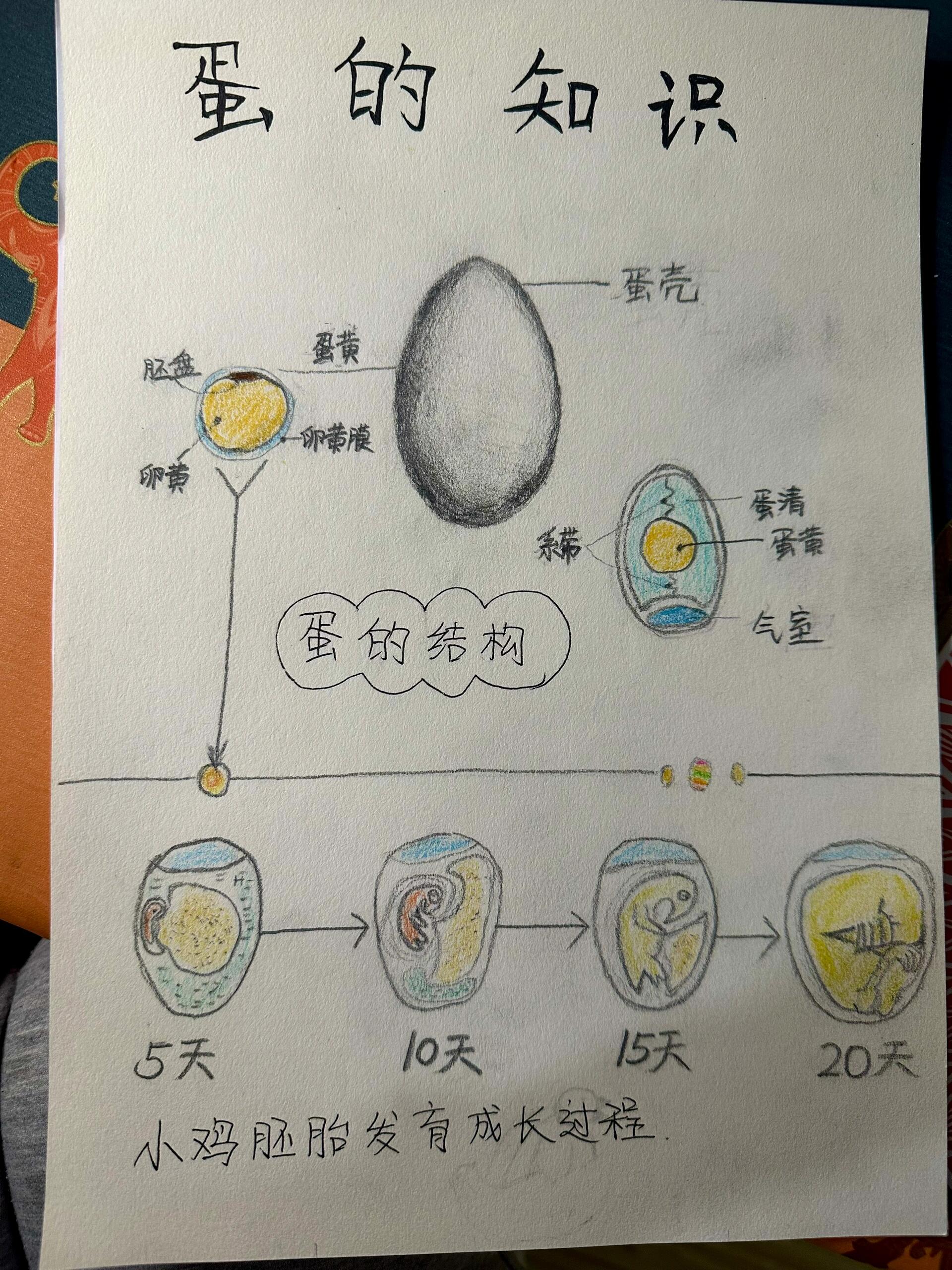 观察鸡蛋的结构图片图片