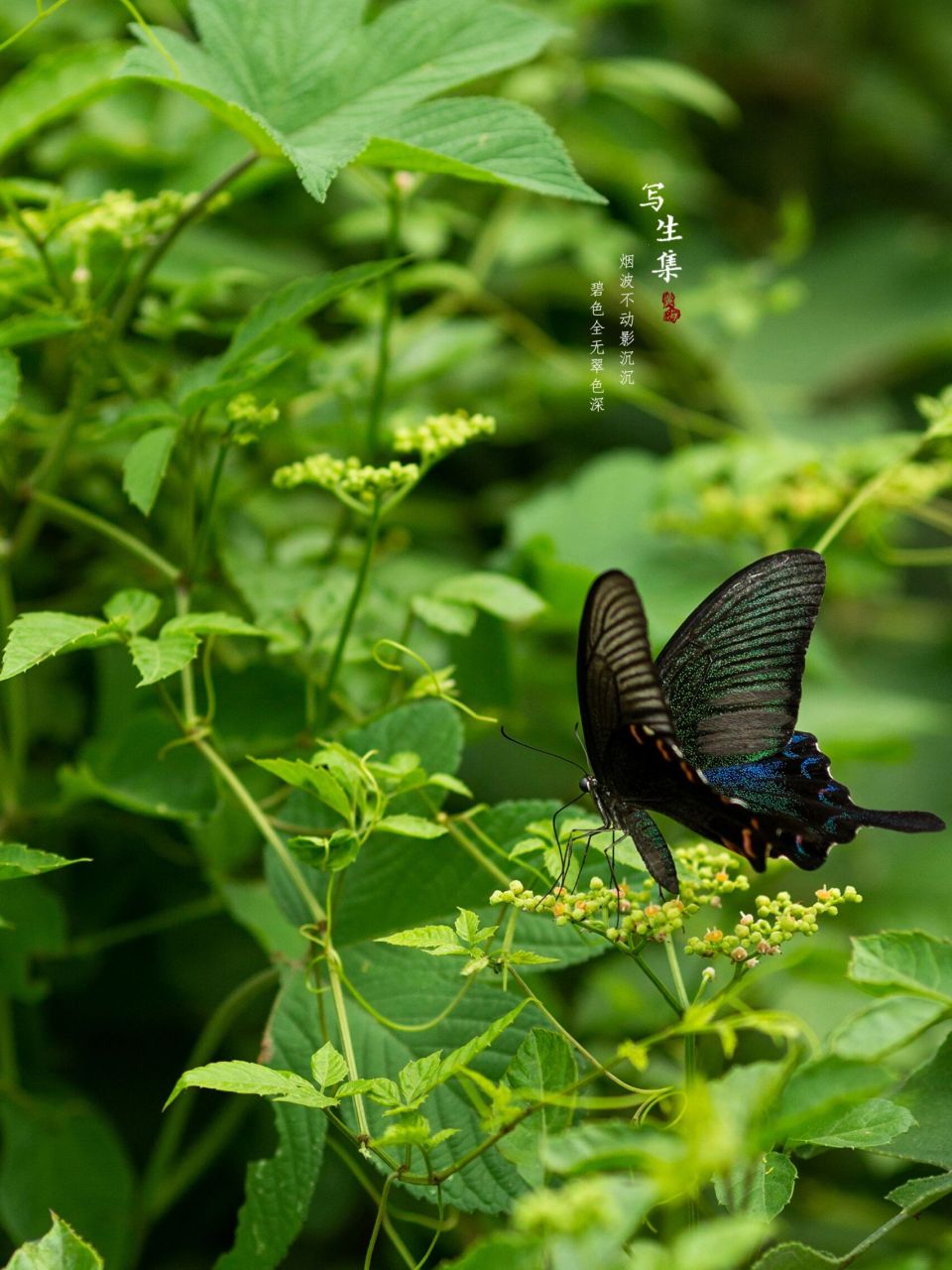 奇妙生物圈# #微距摄影# #碧凤蝶# #摄影日常