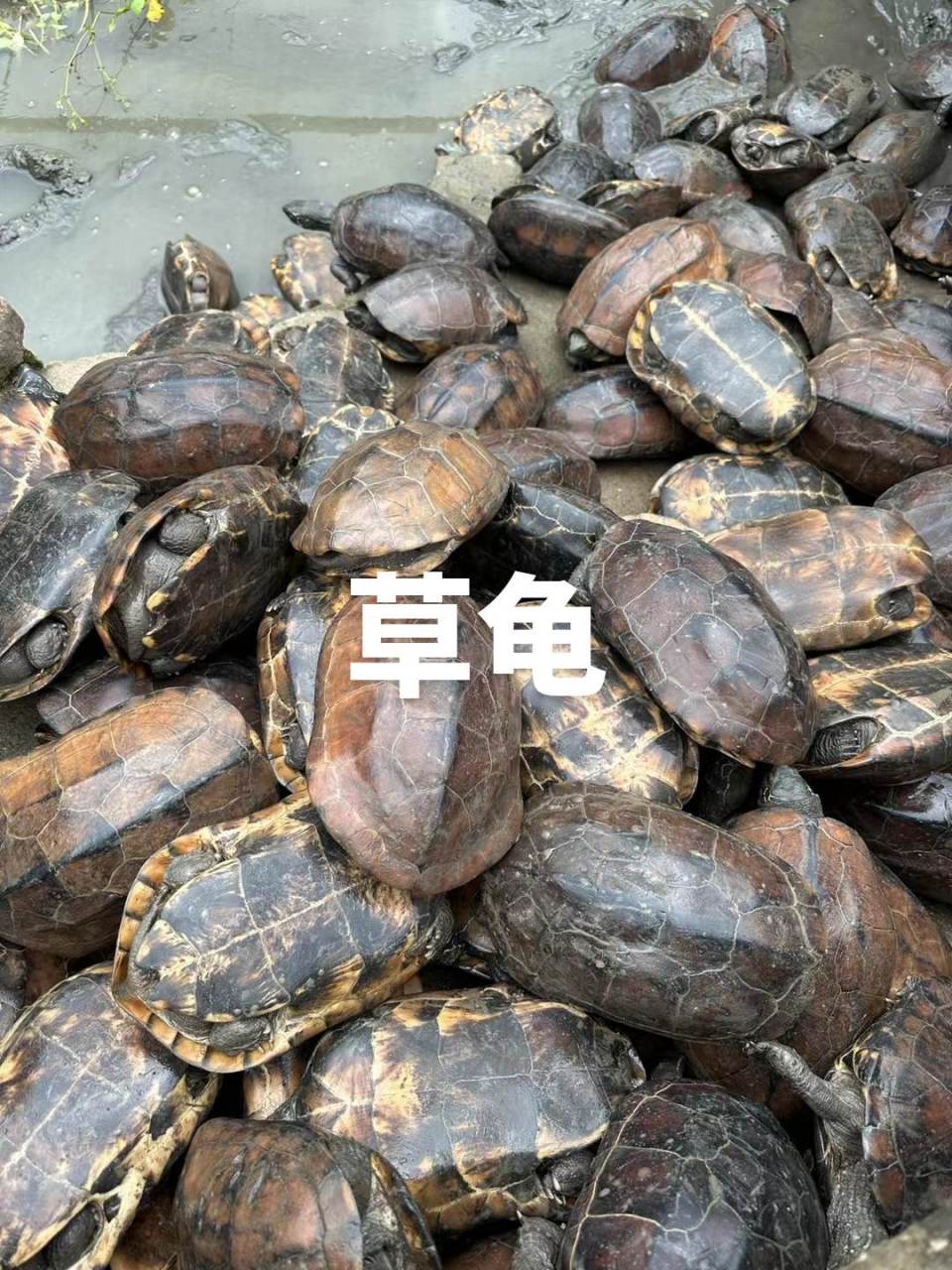 外塘中华草龟;1到3斤,50一斤,煲汤营养,可以养殖,产蛋皆可,餐饮店煲汤