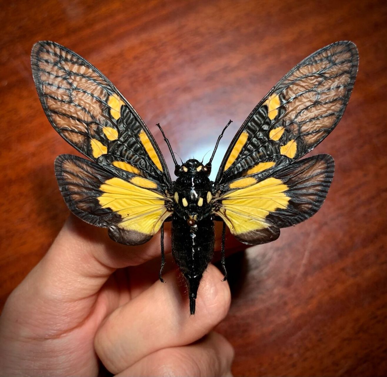 彩蝉 来自云南的彩色知了,让人拥有一个属于夏天的彩色回忆