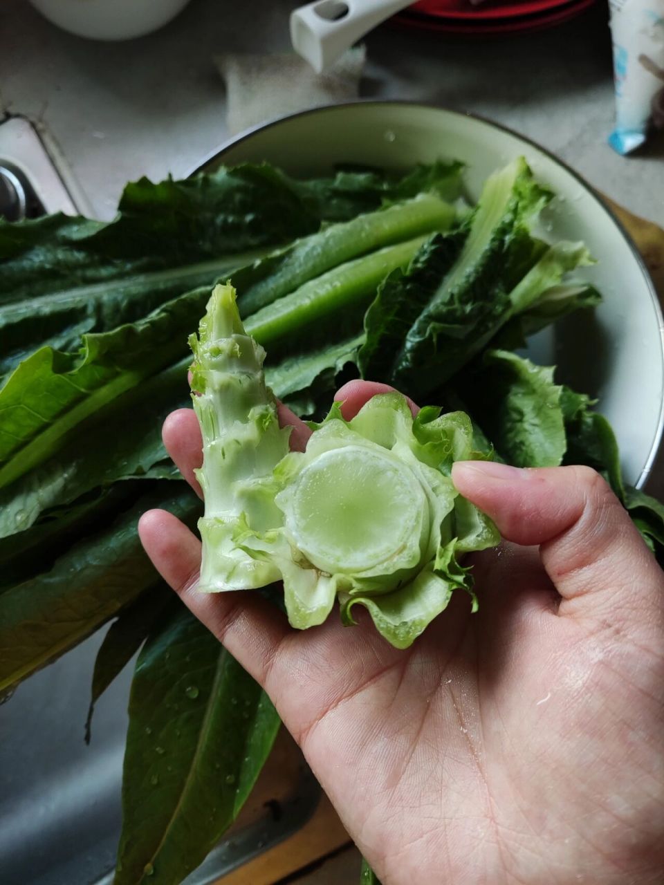 油麦菜和莴笋叶是同一种菜嘛02 上午买的油麦菜 洗的时候感觉很不一