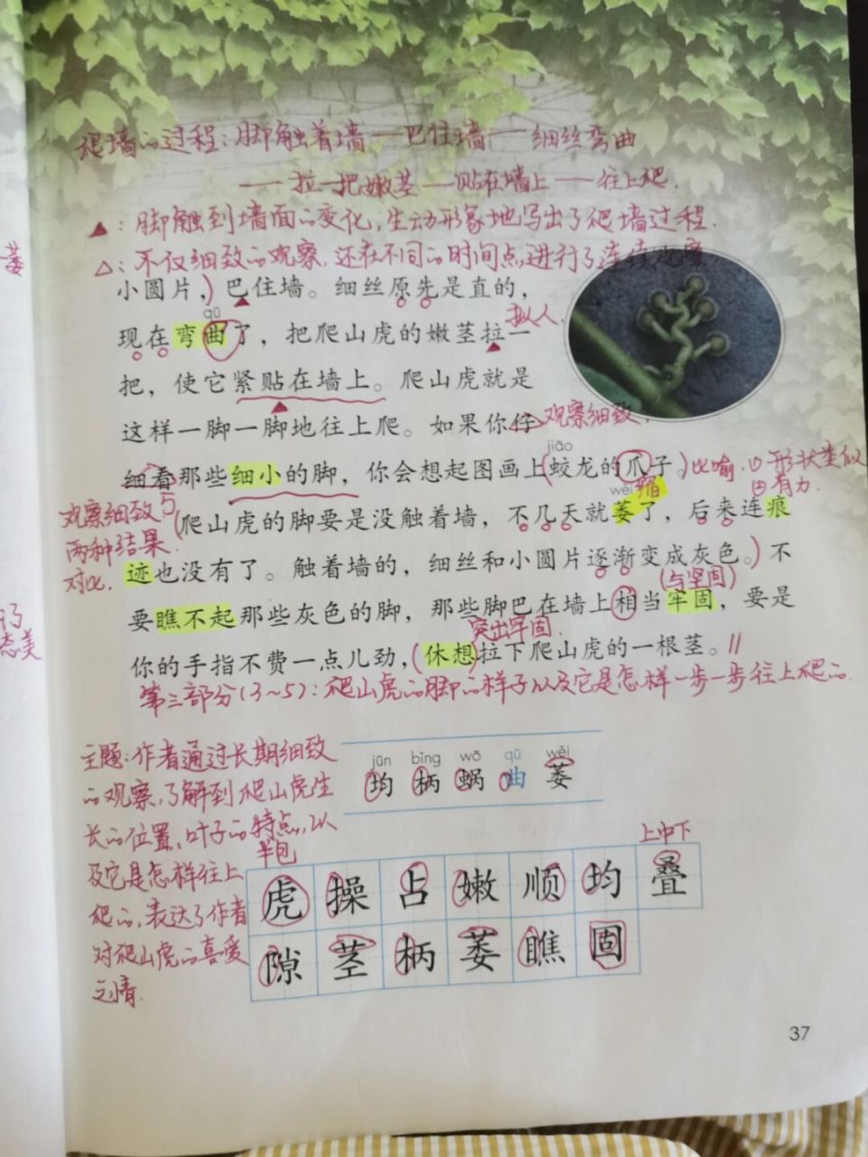 四年级上册语文# #教案# #小学语文# #爬山虎的脚