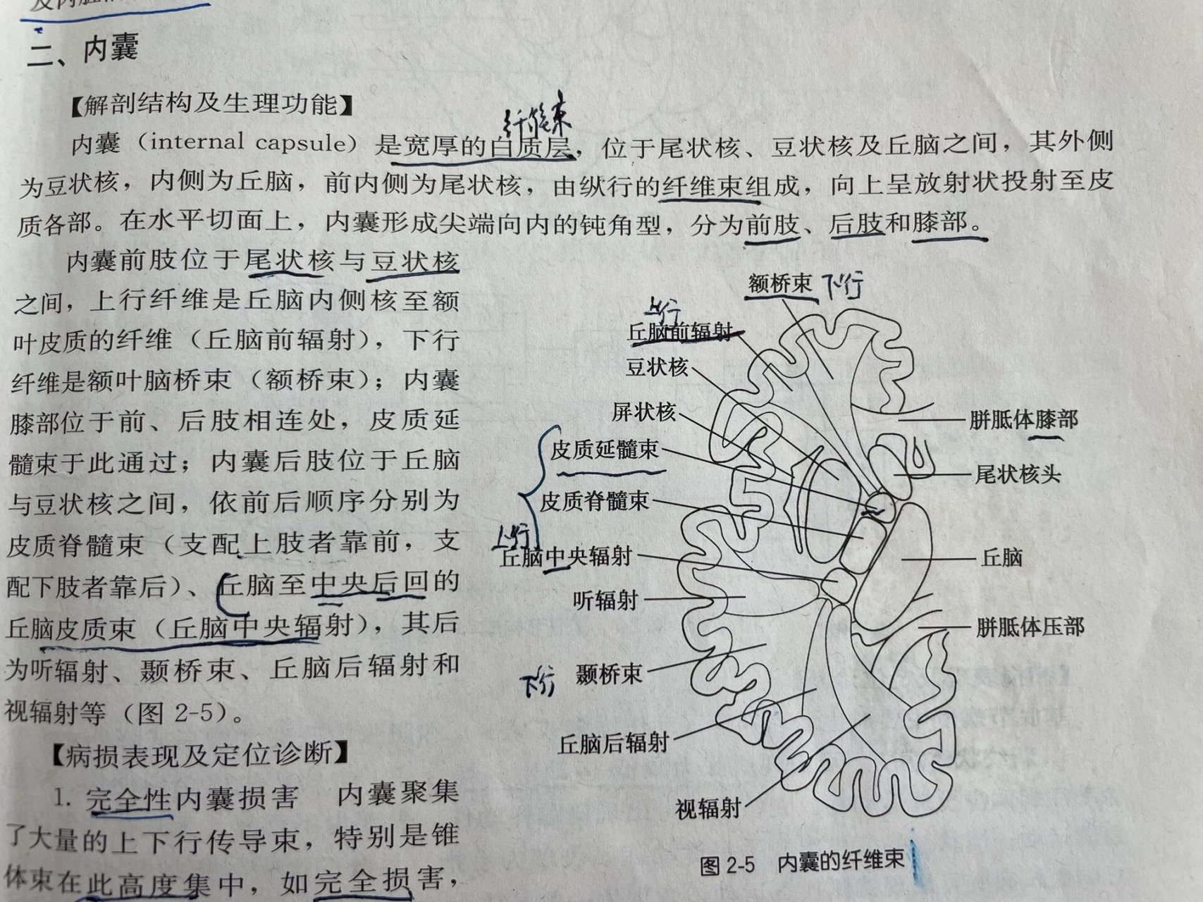 内囊构成图片